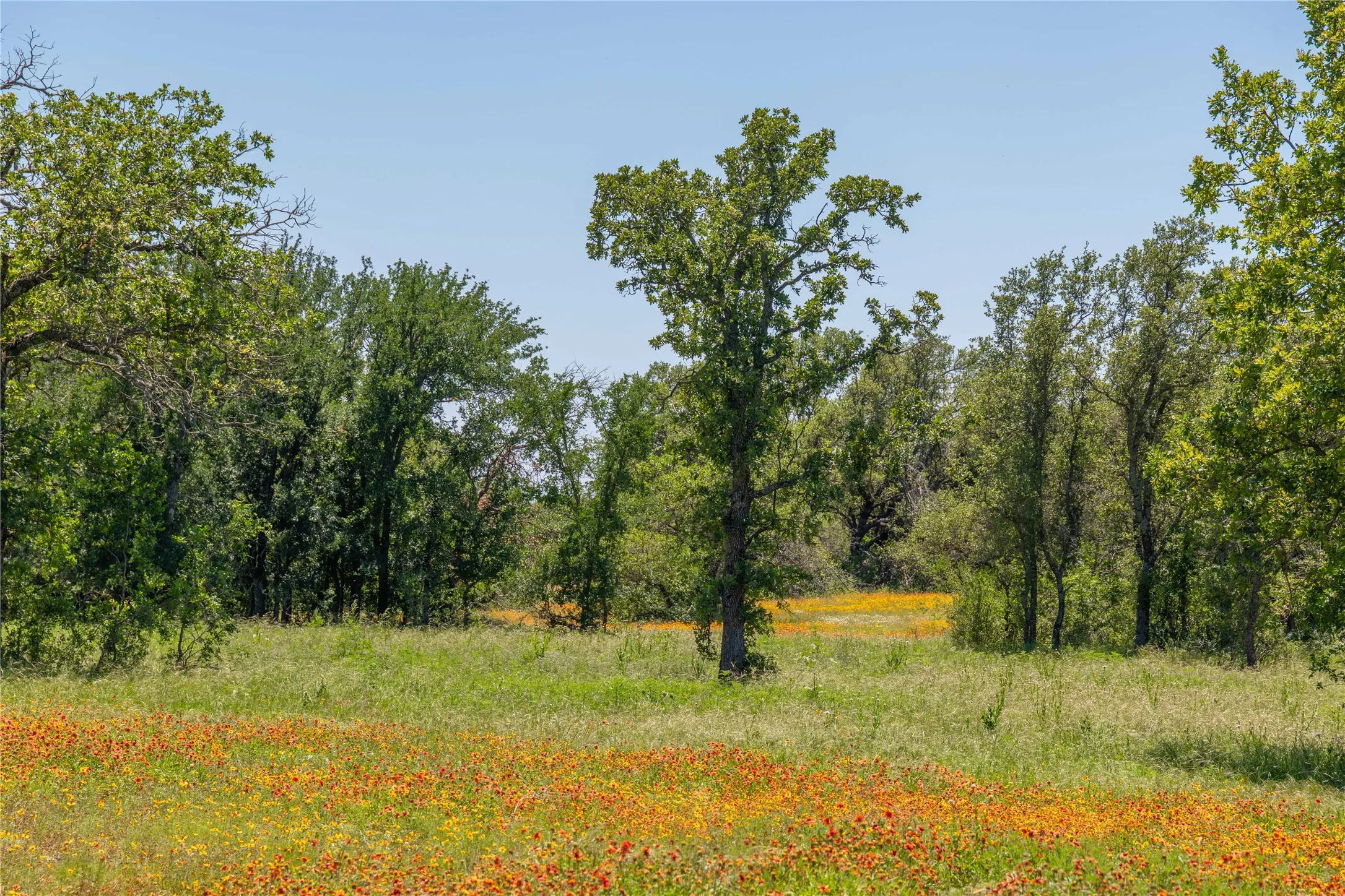 Expansive natural landscape featuring a field of wildflowers and mature trees under a clear sky