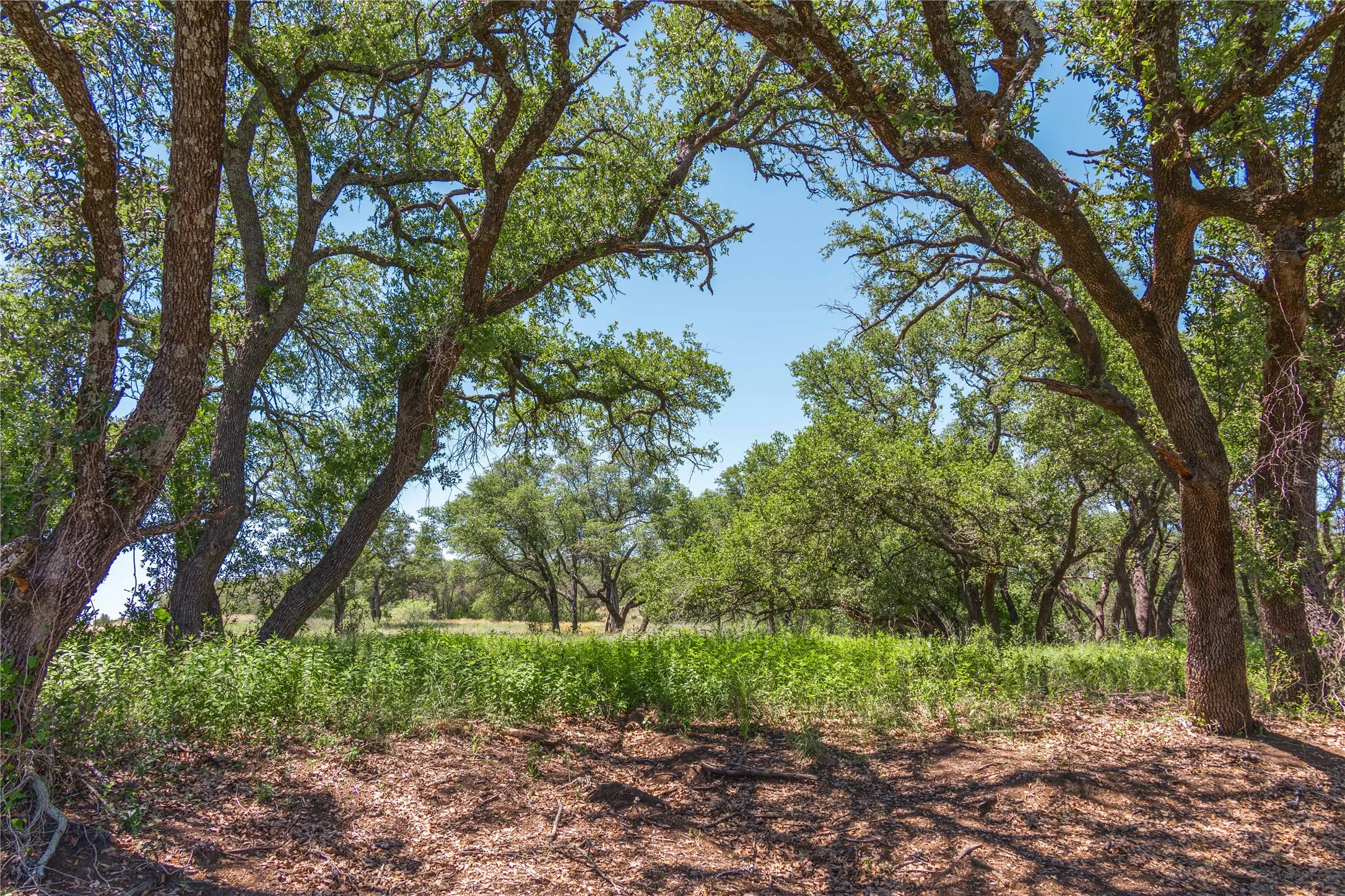 Mature tree canopy creating natural dappled shade over a ground cover of green foliage and earthy tones