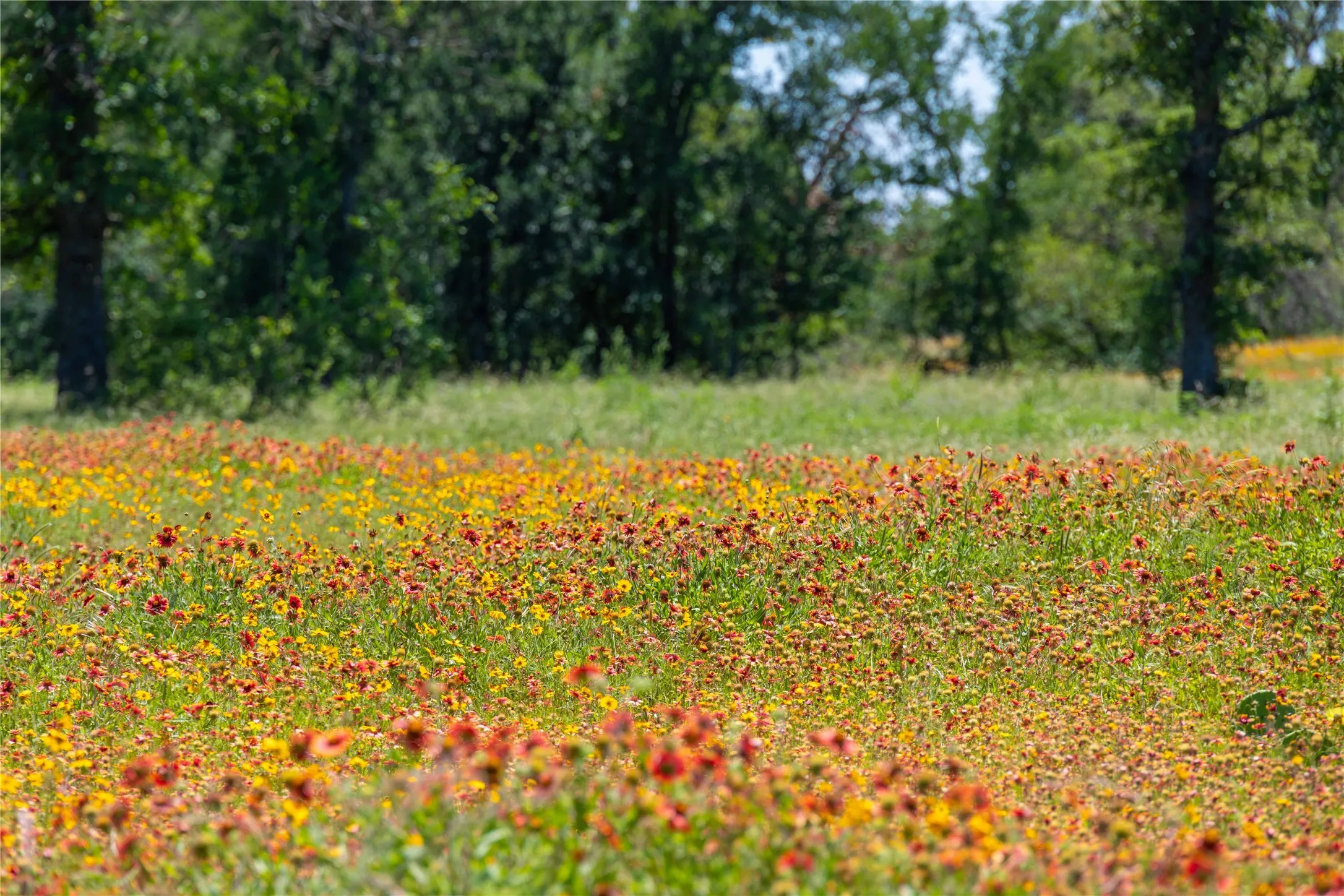 Expansive field of wildflowers featuring a vibrant mix of red and yellow blossoms