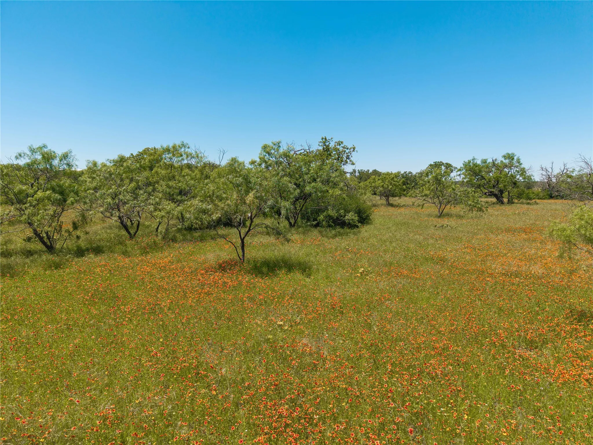 Expansive natural landscape with scattered trees, abundant green foliage, and vibrant orange wildflowers