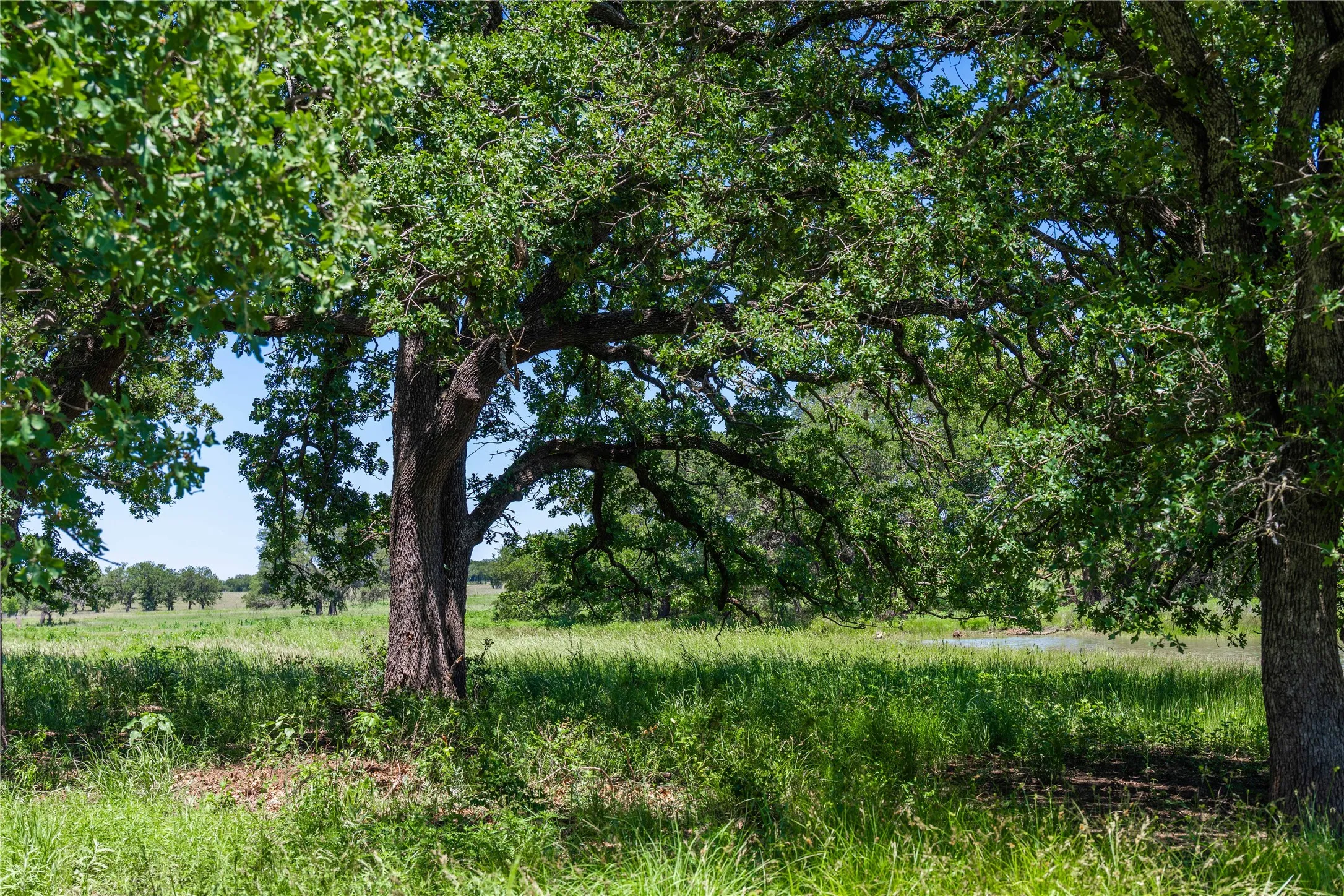 Expansive natural landscape featuring mature trees, open grassy areas, and a visible water feature