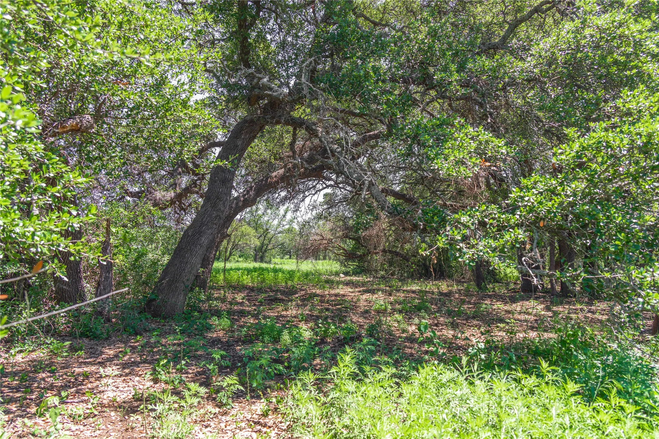 Mature trees providing natural shade and a verdant landscape