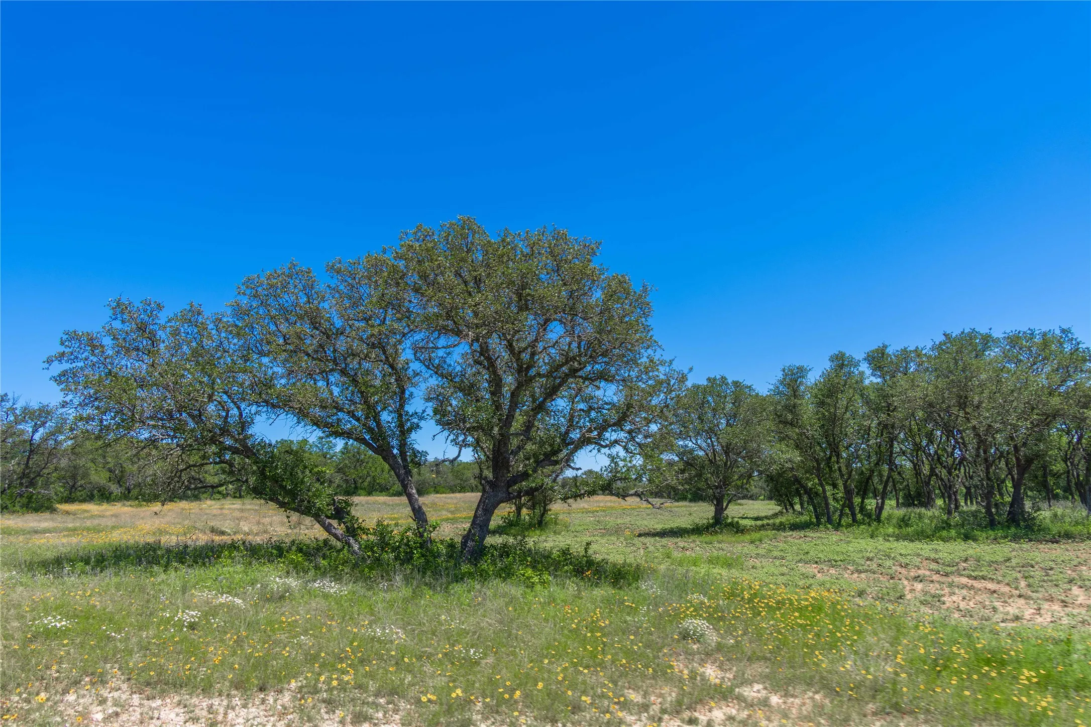 Expansive open land featuring mature trees and natural​​‌​​​​‌​​‌‌​‌‌​​​‌‌​‌​‌​‌​​​‌​​ vegetation