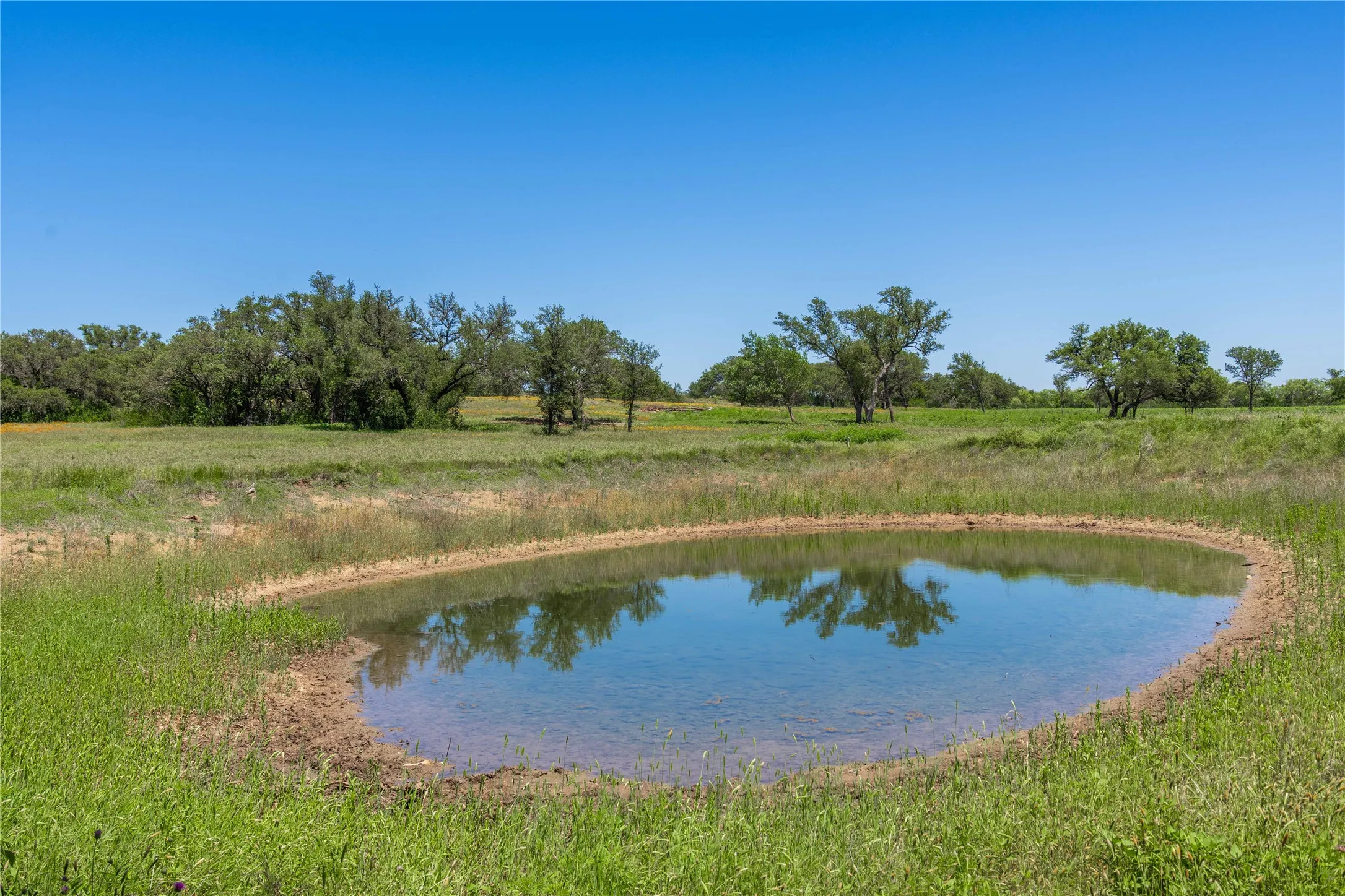 Water feature surrounded by natural vegetation and mature trees