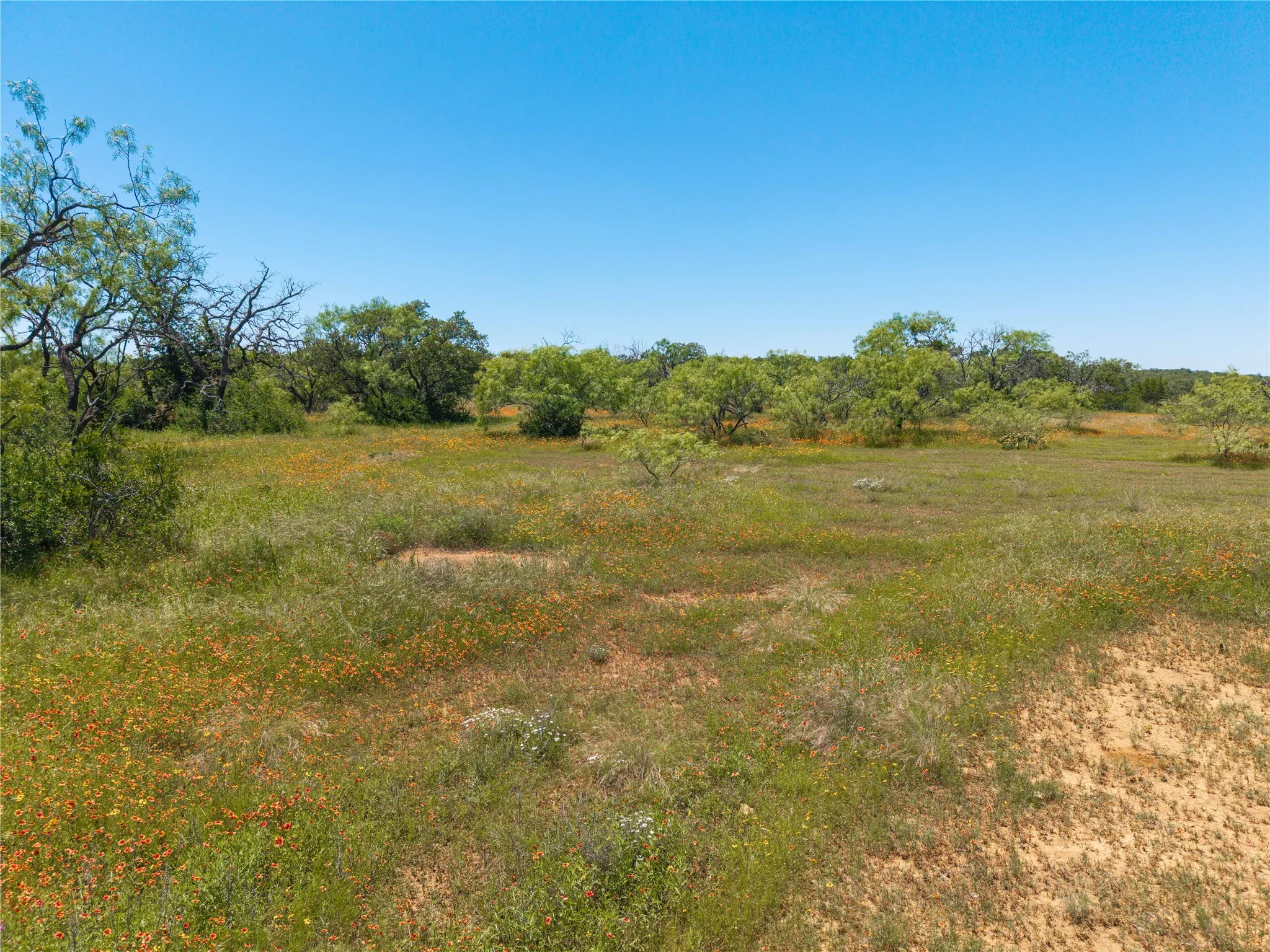 Expansive open field featuring natural grasses, scattered flowering plants, and mature trees