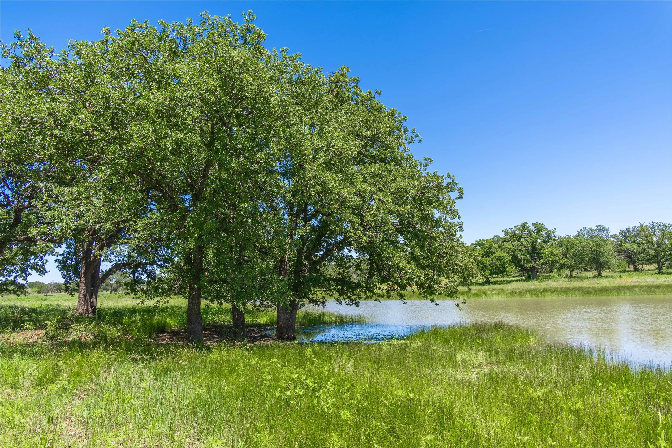 Expansive pond featuring surrounding mature trees and lush green natural landscaping under a clear sky