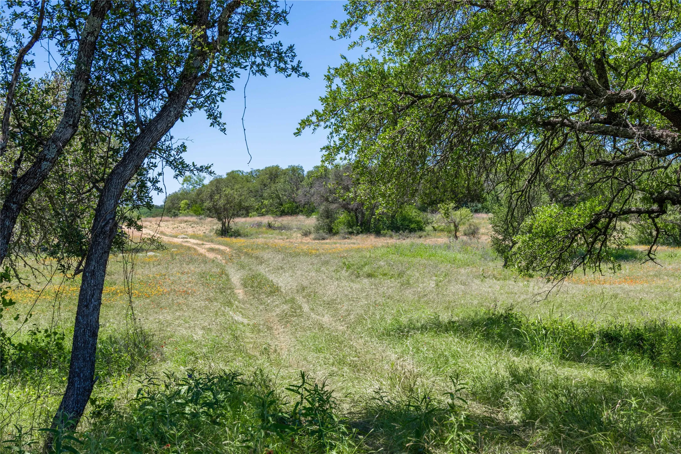 Expansive natural landscape featuring lush green foliage and mature trees