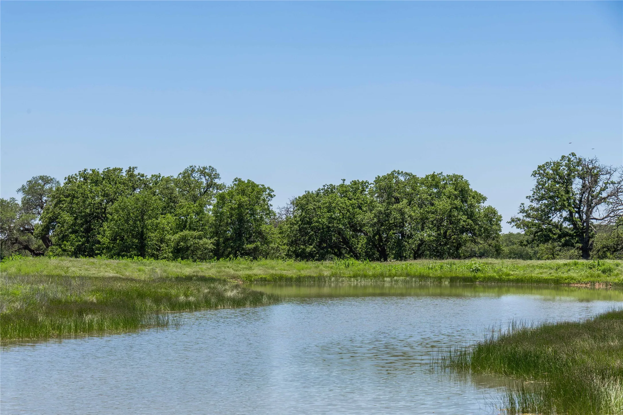 Natural pond featuring surrounding green reeds, a grassy bank, and a backdrop of mature trees