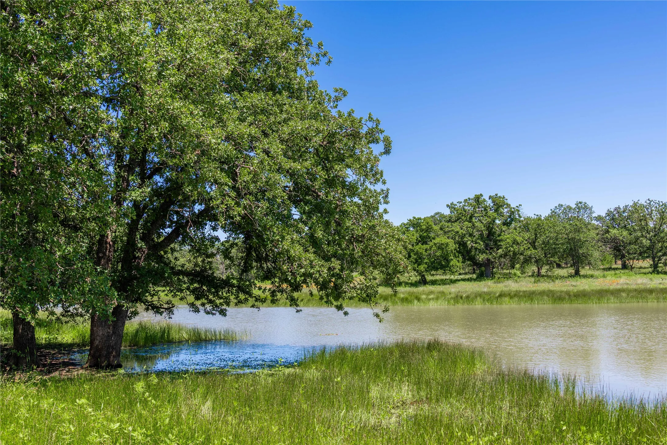 Pond with mature trees bordering the water's edge, surrounded by natural grasslands and a clear blue sky