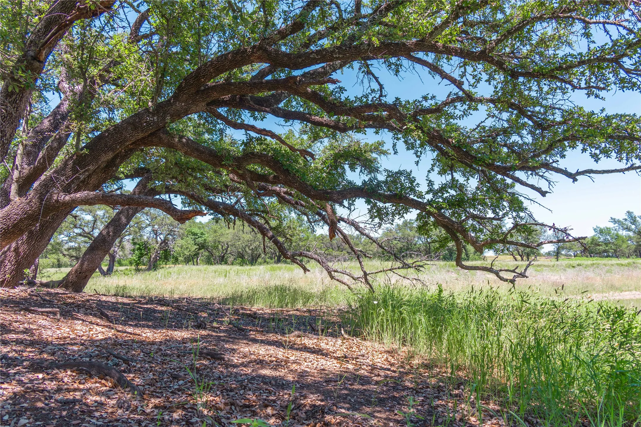 Mature tree with extensive branching providing natural shade over a ground cover of leaves and grasses