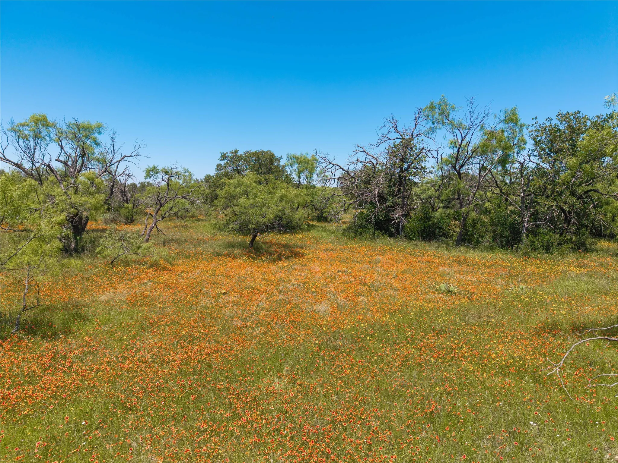 Expansive natural landscape featuring a field of orange wildflowers, diverse trees, and verdant foliage