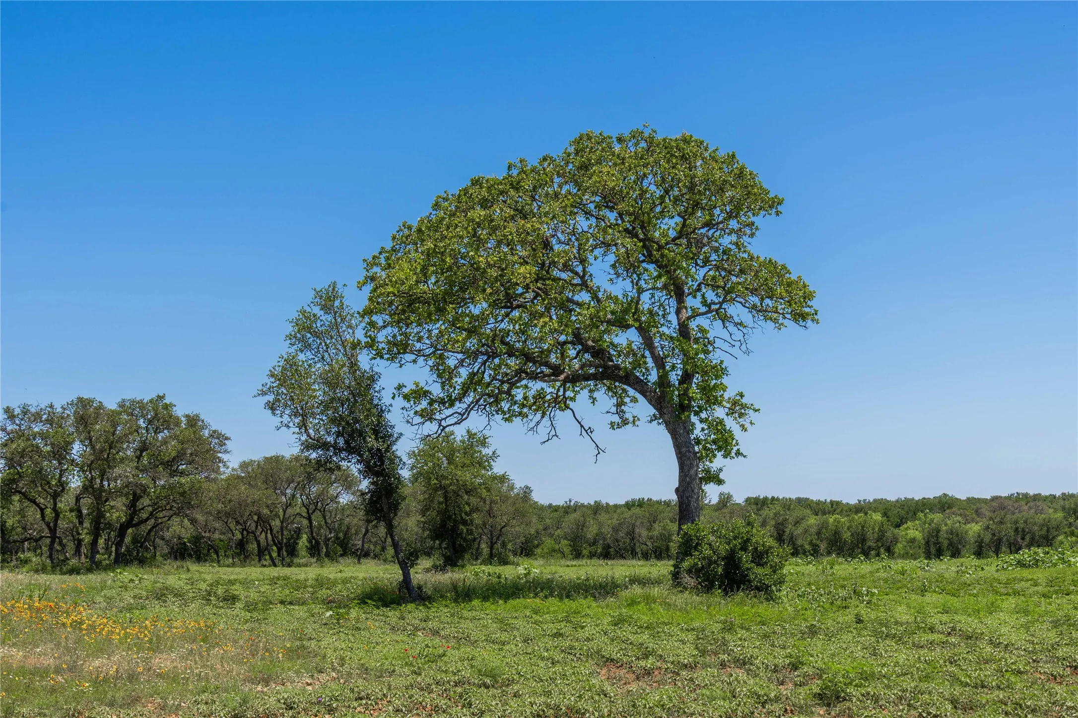 Expansive green pastureland with scattered mature trees under a clear blue sky