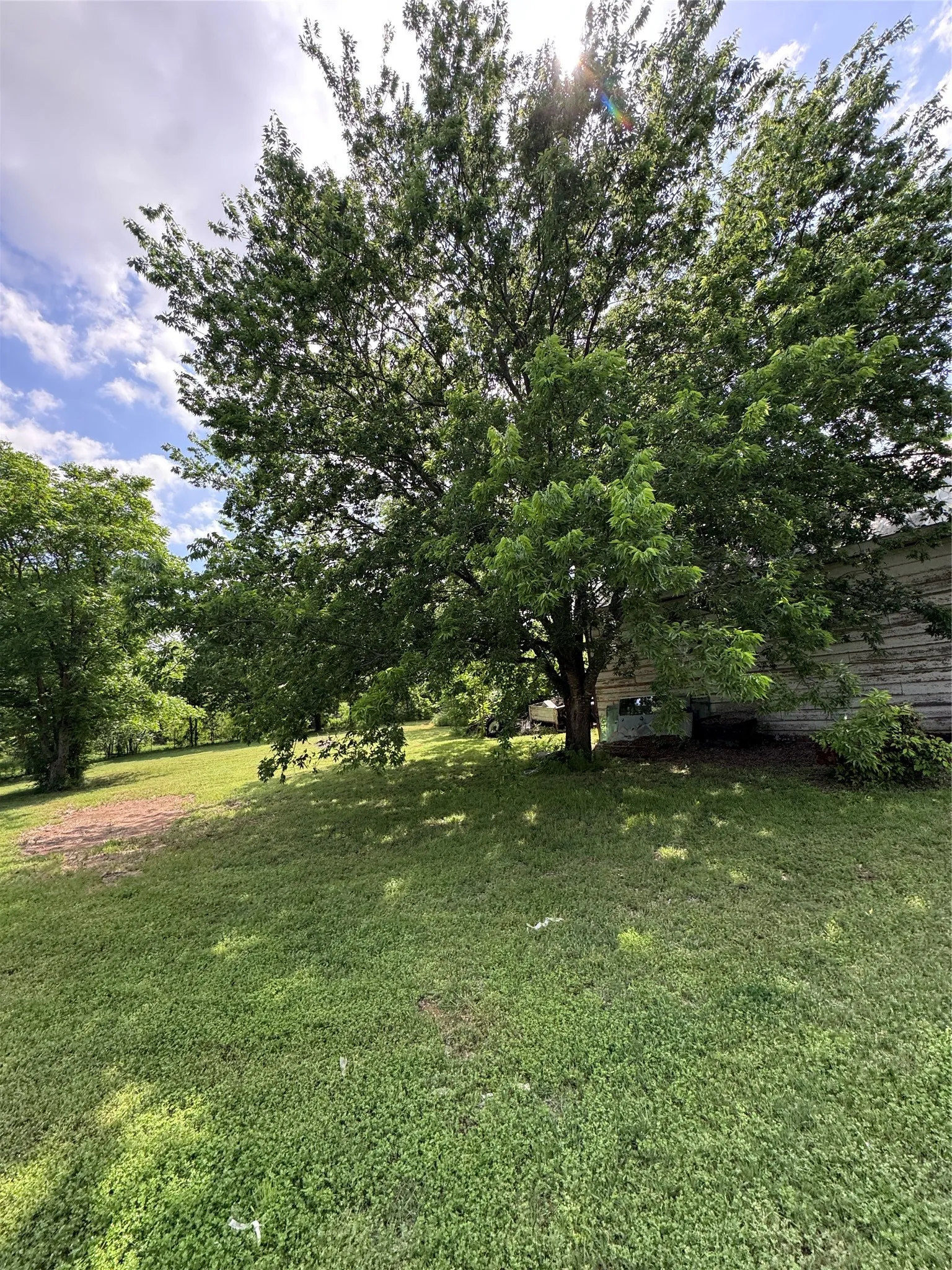 Mature tree with expansive canopy creating shade over a sloped lawn