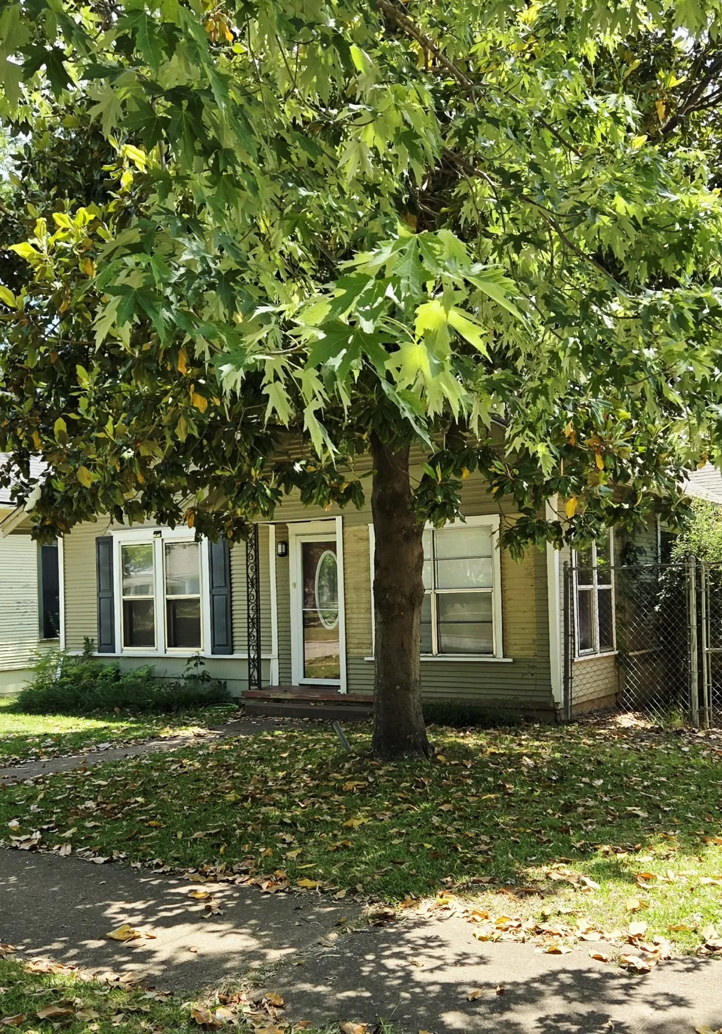 Foliage-covered front yard featuring a mature tree, paved walkway, and a home with multiple windows, decorative shutters, and a front entry door with an oval glass insert