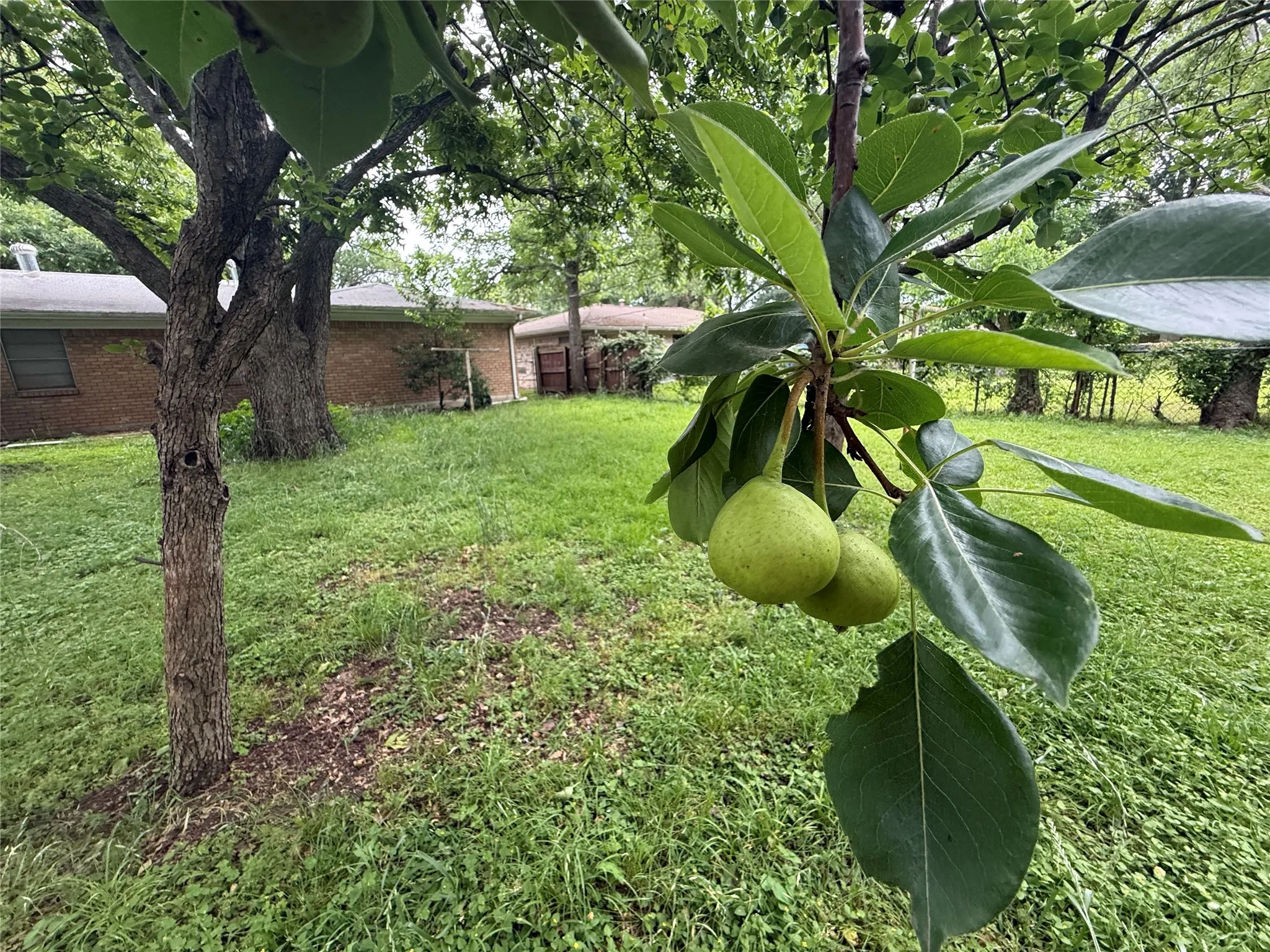 Mature fruit-bearing tree with green foliage