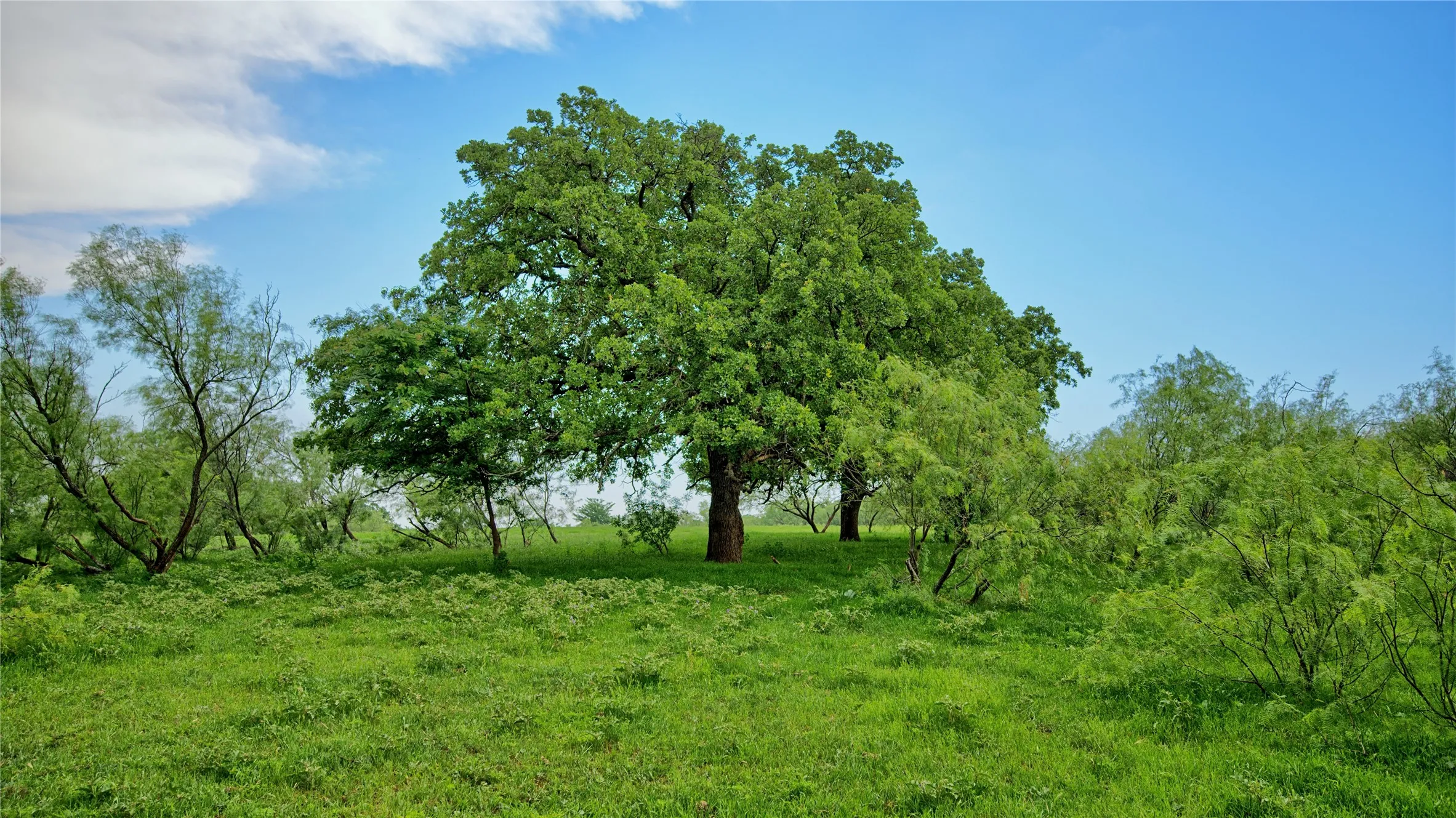 Unimproved Land For Sale in Montague County , TBD Cardwell Road, Ringgold, Texas 76261, 0, 0, Garage spaces, 0 Sqft, built in 0, Price $995,000, mls#21267830, Real Estate Agent in Ringgold, Homes For Sale in Montague county, Homes For Sale in Ringgold, Realtor in Ringgold Texas, Real Estate Brokerage Independent Realty Texas, Luminita Cordes Realtor