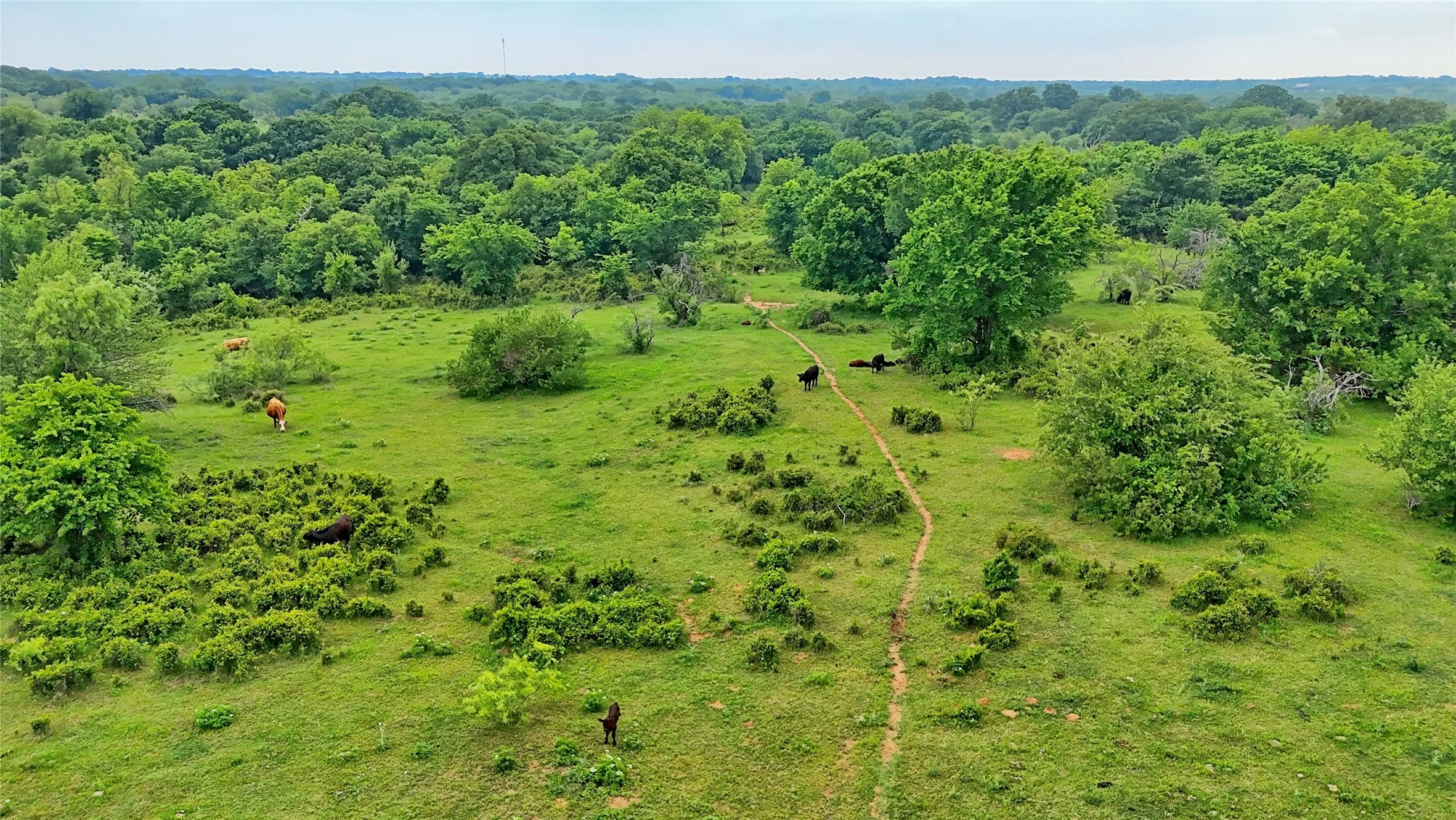 Unimproved Land For Sale in Montague County , TBD Cardwell Road, Ringgold, Texas 76261, 0, 0, Garage spaces, 0 Sqft, built in 0, Price $995,000, mls#21267830, Real Estate Agent in Ringgold, Homes For Sale in Montague county, Homes For Sale in Ringgold, Realtor in Ringgold Texas, Real Estate Brokerage Independent Realty Texas, Luminita Cordes Realtor