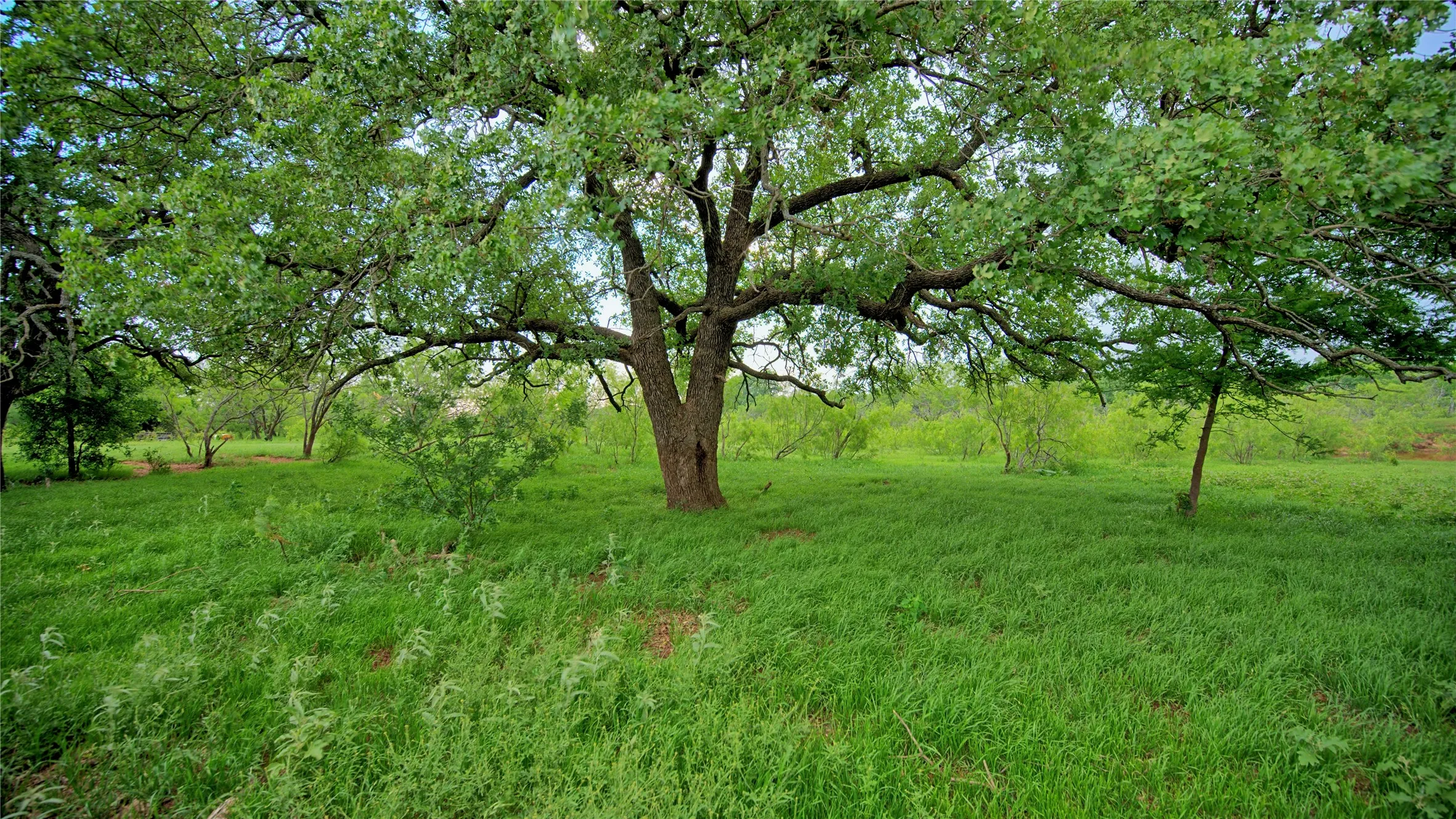 Unimproved Land For Sale in Montague County , TBD Cardwell Road, Ringgold, Texas 76261, 0, 0, Garage spaces, 0 Sqft, built in 0, Price $995,000, mls#21267830, Real Estate Agent in Ringgold, Homes For Sale in Montague county, Homes For Sale in Ringgold, Realtor in Ringgold Texas, Real Estate Brokerage Independent Realty Texas, Luminita Cordes Realtor