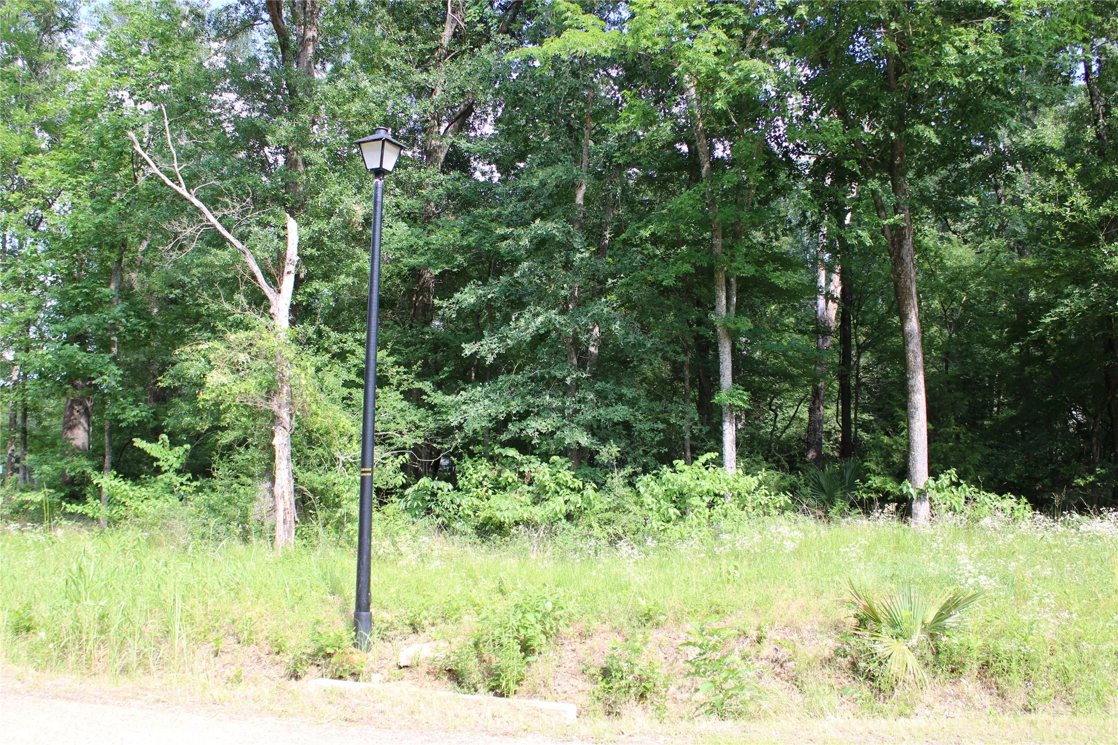 Expansive wooded lot featuring mature trees and established ground cover