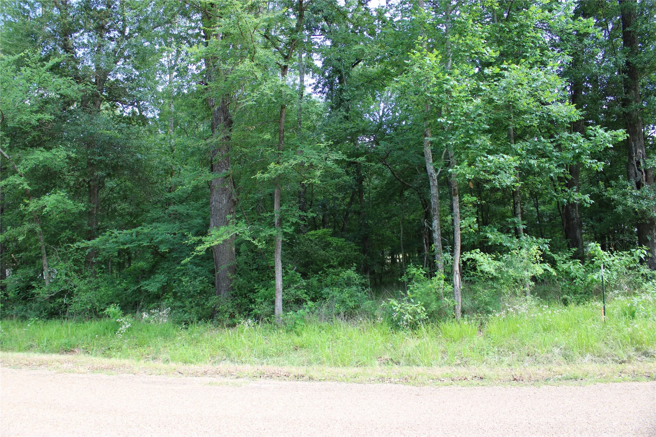 Forested land parcel featuring mature trees, diverse green foliage, and natural ground cover