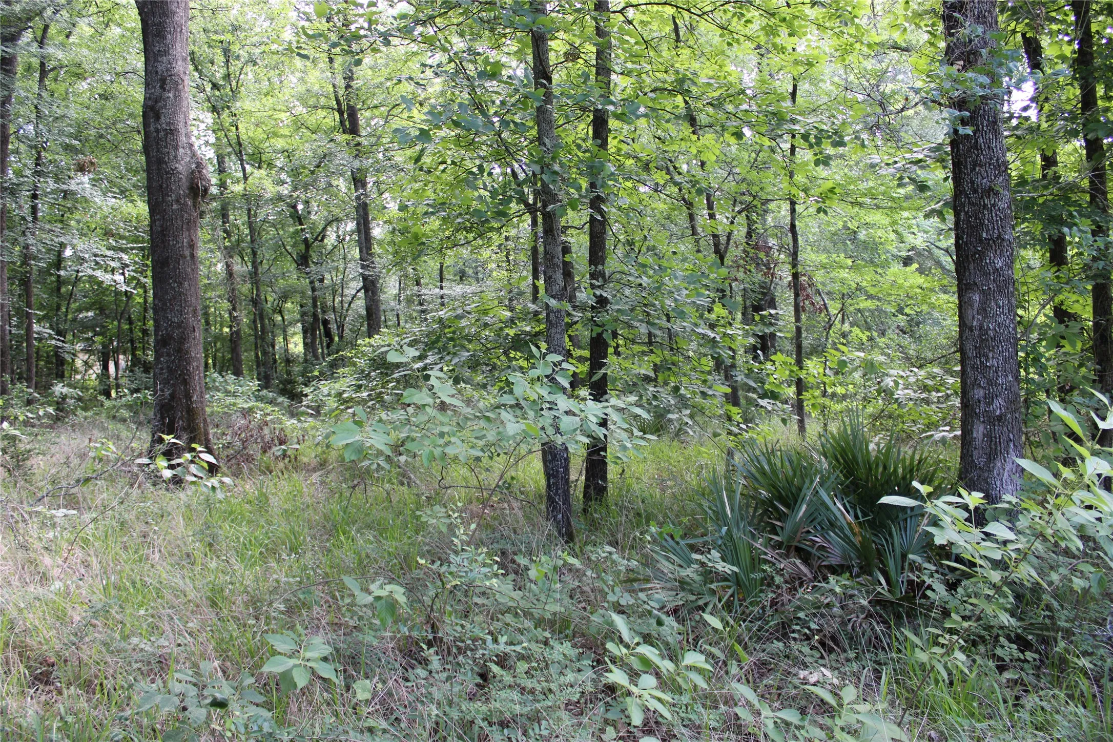 Wooded parcel featuring mature trees, undergrowth, and natural foliage