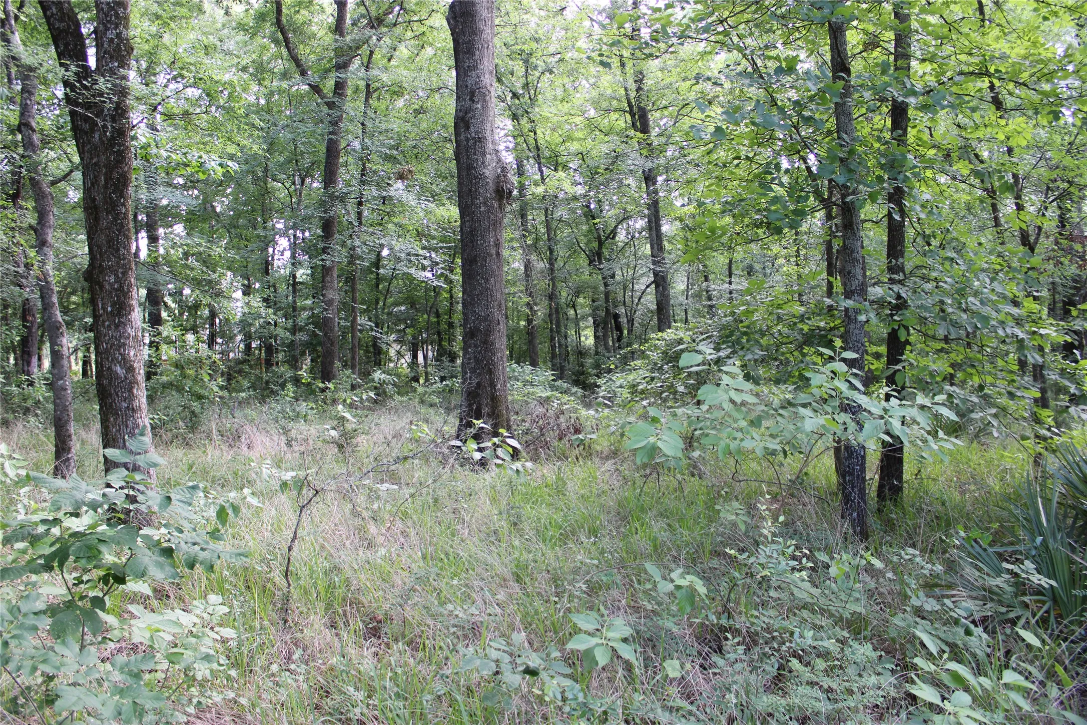 Wooded grounds with mature trees and natural vegetation