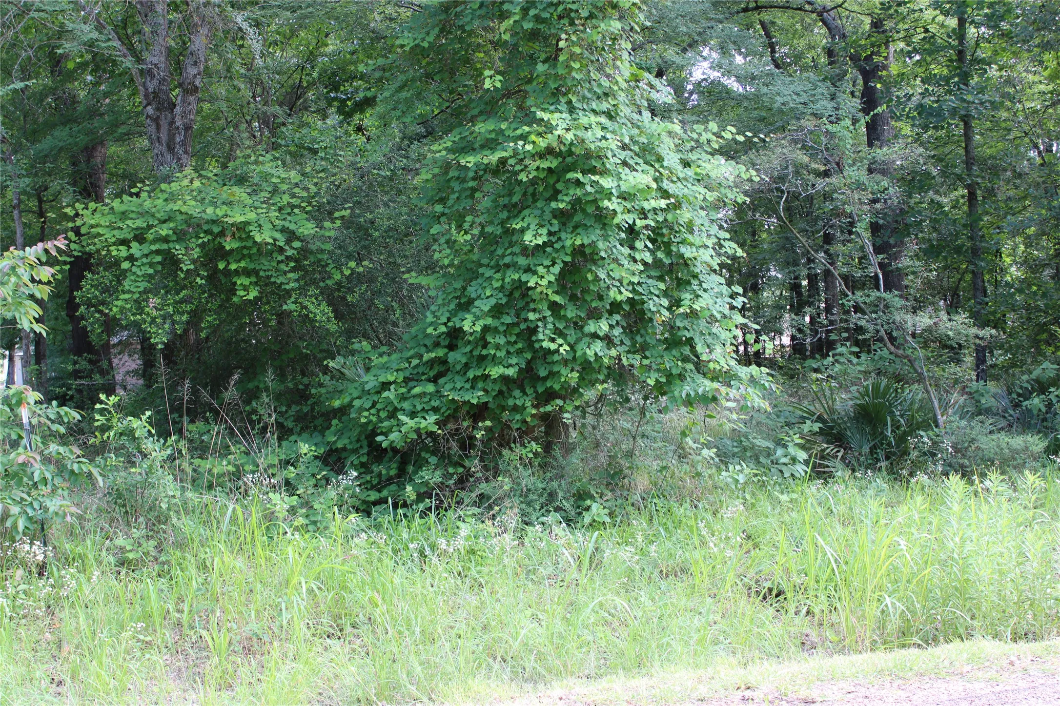 Natural landscape featuring dense foliage, mature trees, and varying undergrowth