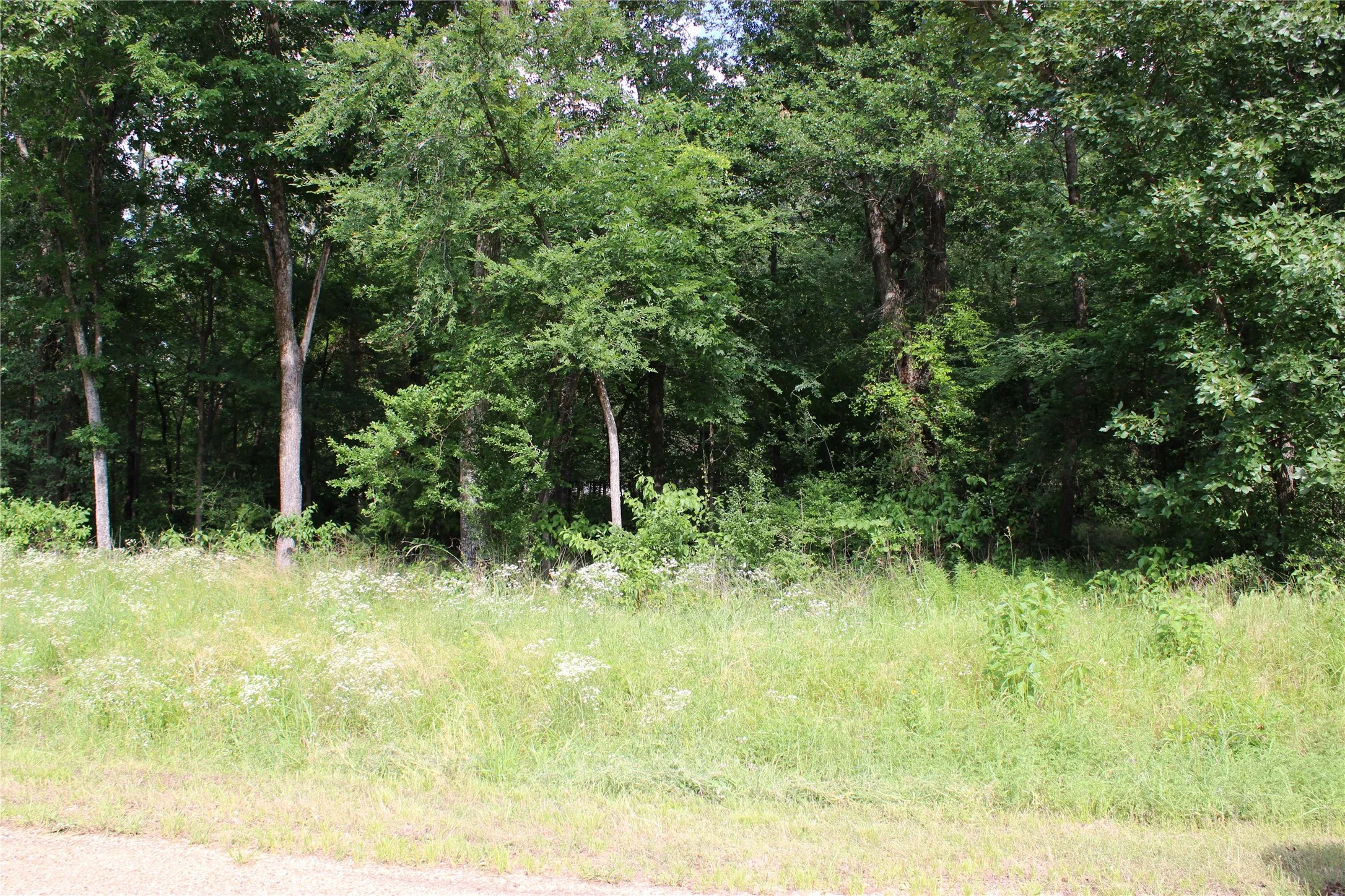 Wooded property boundary with mature trees and natural vegetation
