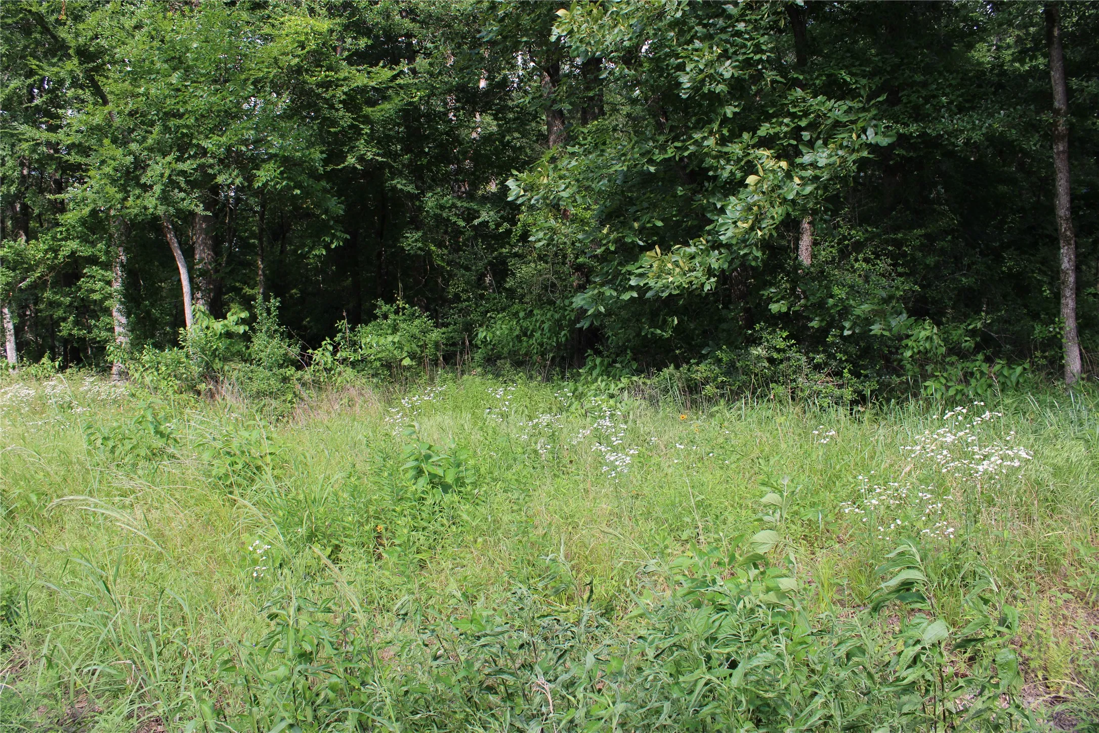 Expansive lot featuring mature trees and natural vegetation