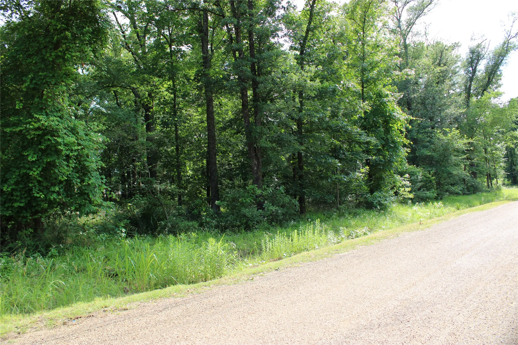 Wooded property featuring a natural treeline and abundant green foliage