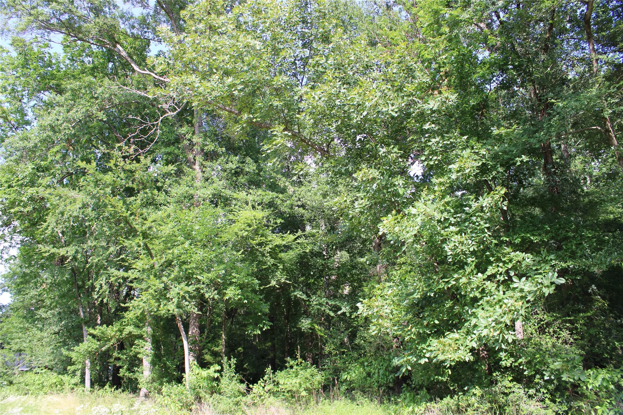 Mature trees and dense foliage create a natural perimeter