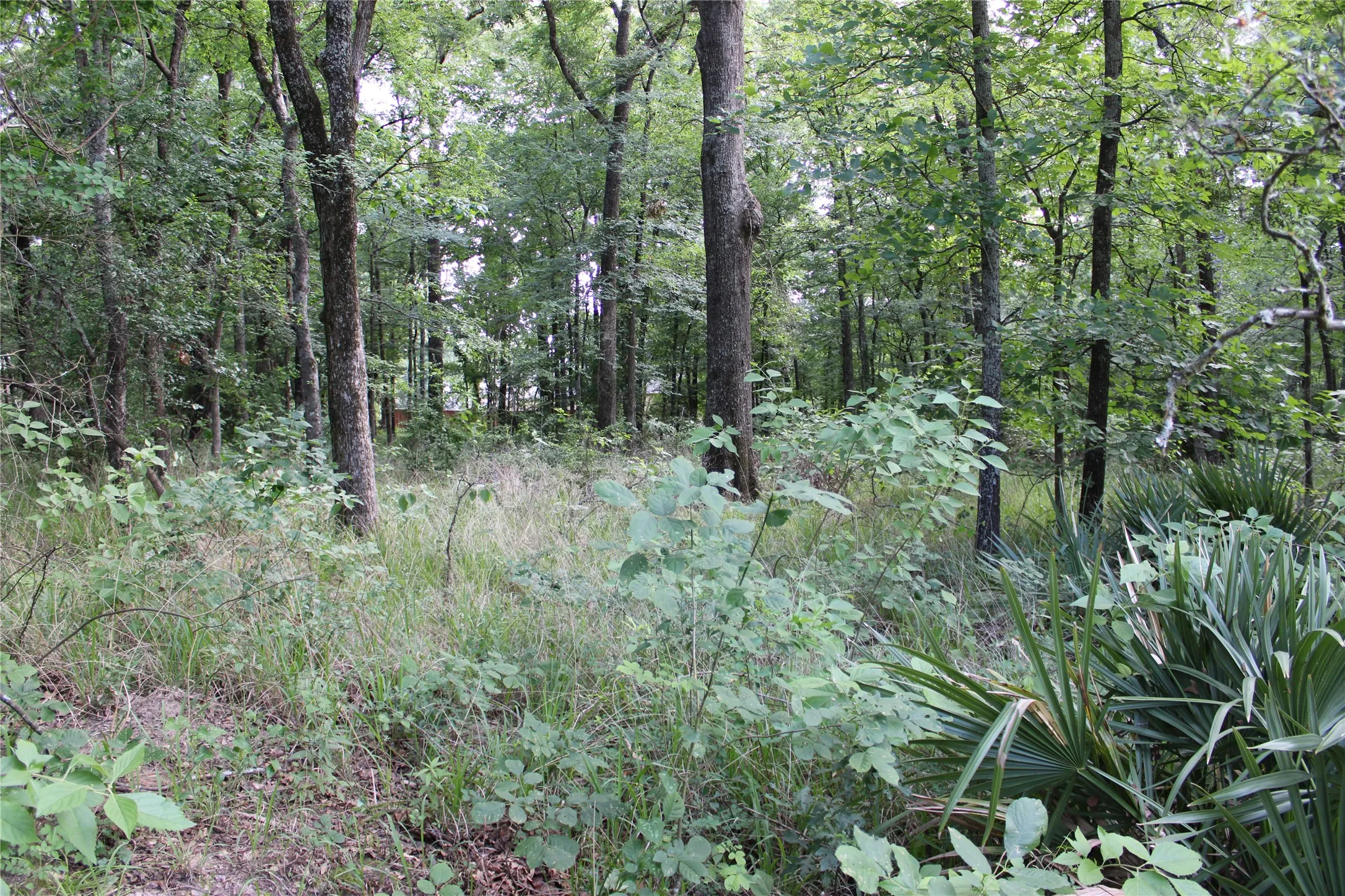 Wooded property featuring mature trees and varied undergrowth