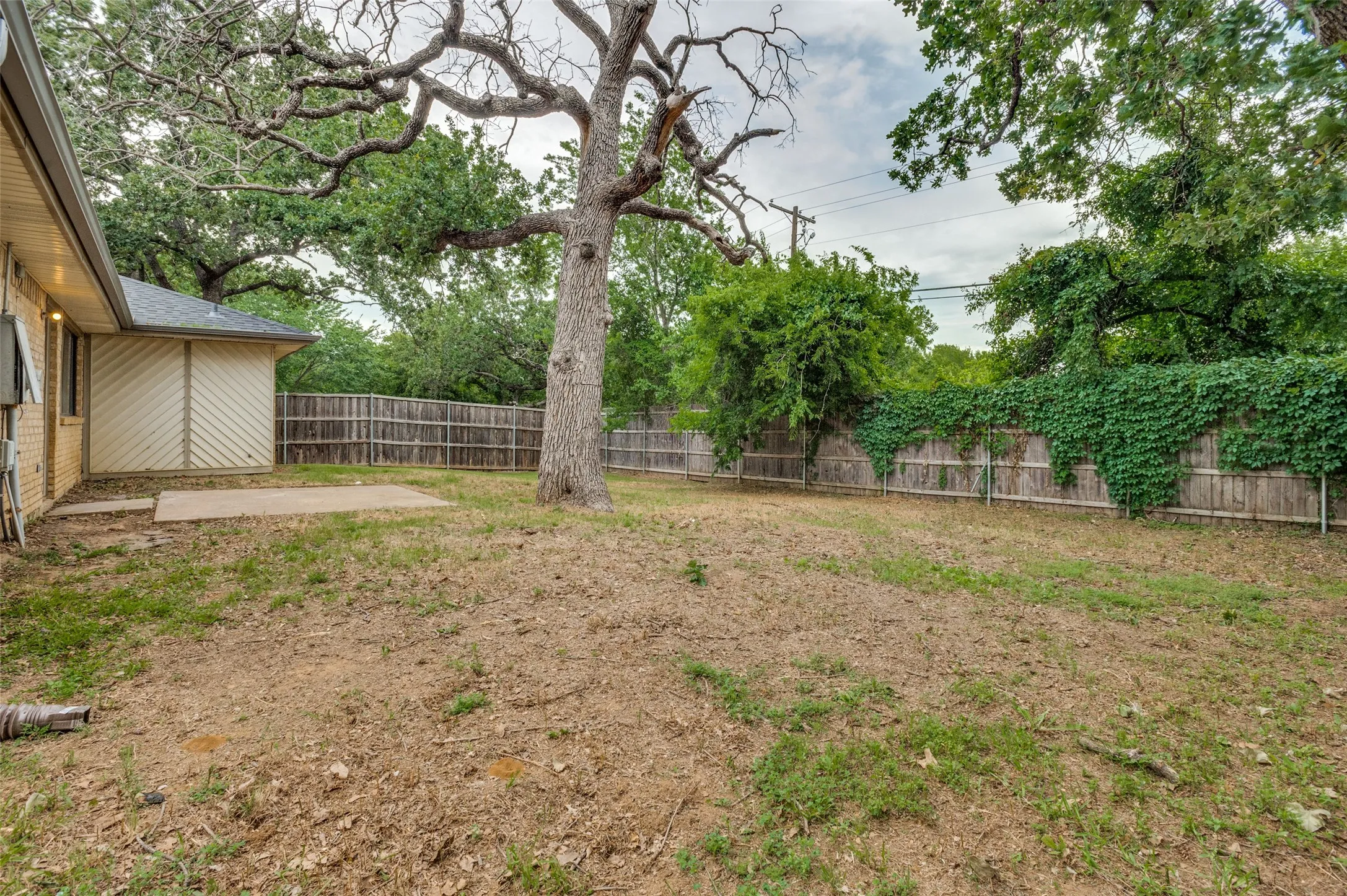Expansive backyard featuring a mature tree, a concrete patio, and a wood privacy fence with green foliage