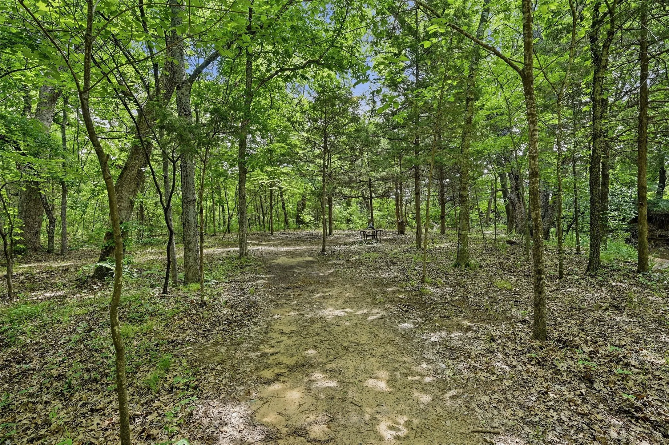 Wooded grounds featuring a natural path, mature trees, and dappled sunlight