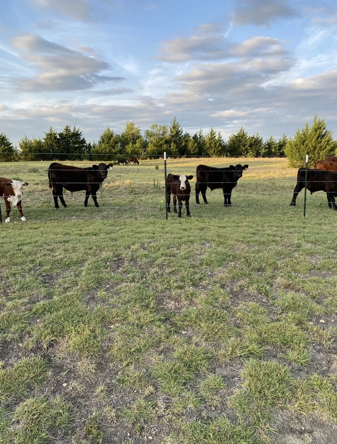 Single Family Residence For Sale in Collin County , 15656 State Highway 78 N, Blue Ridge, Texas 75424, 3 Bedroom, 2 Bathroom, 2 Garage spaces, 1,500 Sqft, built in 2015, mls#21266735, Real Estate Agent in Blue Ridge, Homes For Sale in Collin county, Homes For Sale in Blue Ridge, Realtor in Blue Ridge Texas, Real Estate Brokerage Independent Realty Texas, Luminita Cordes Realtor