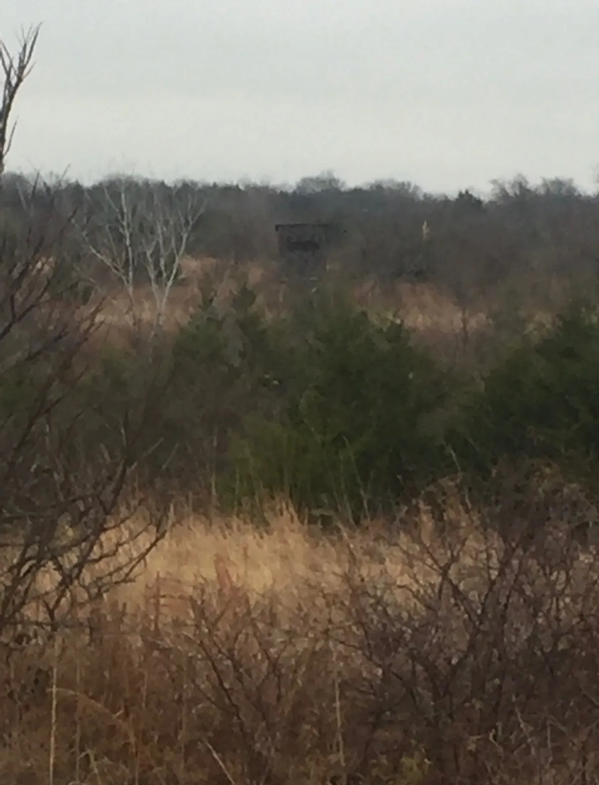 Unimproved Land For Sale in Cooke County , TBD County Road 103, Whitesboro, Texas 76273, 0, 0, Garage spaces, 0 Sqft, built in 0, mls#21273378, Real Estate Agent in Whitesboro, Homes For Sale in Cooke county, Homes For Sale in Whitesboro, Realtor in Whitesboro Texas, Real Estate Brokerage Independent Realty Texas, Luminita Cordes Realtor