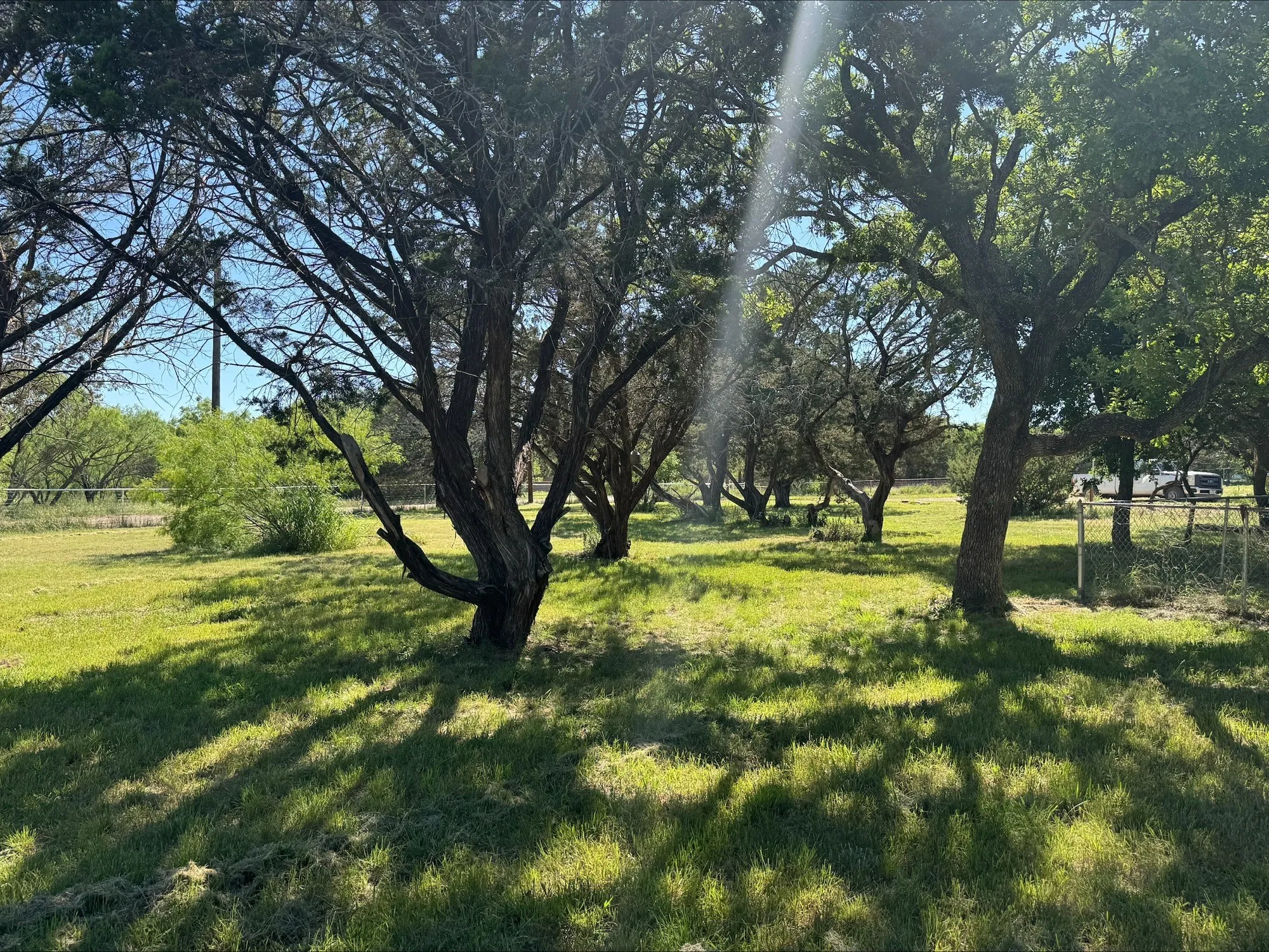 Front yard with great trees, oak, mesquite, and cedar.