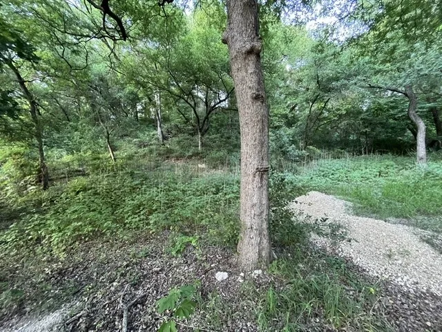 Wooded terrain featuring a variety of mature trees and natural vegetation