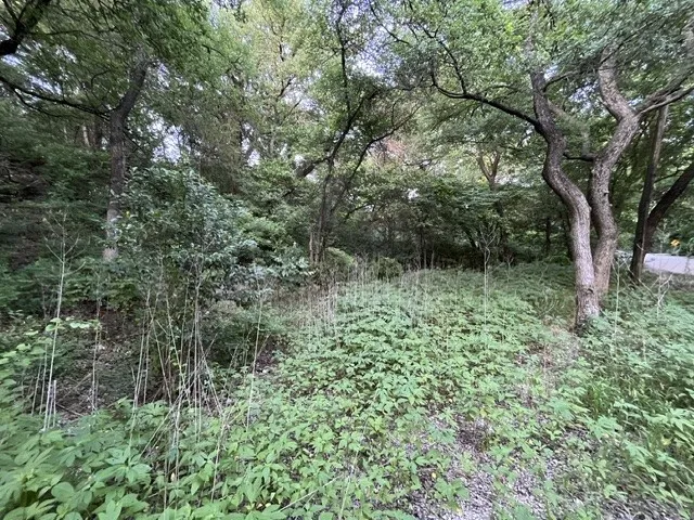 Wooded lot featuring mature trees and varied ground cover