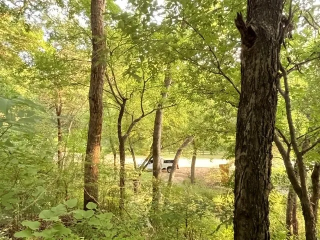Mature trees providing natural shade and a lush green canopy