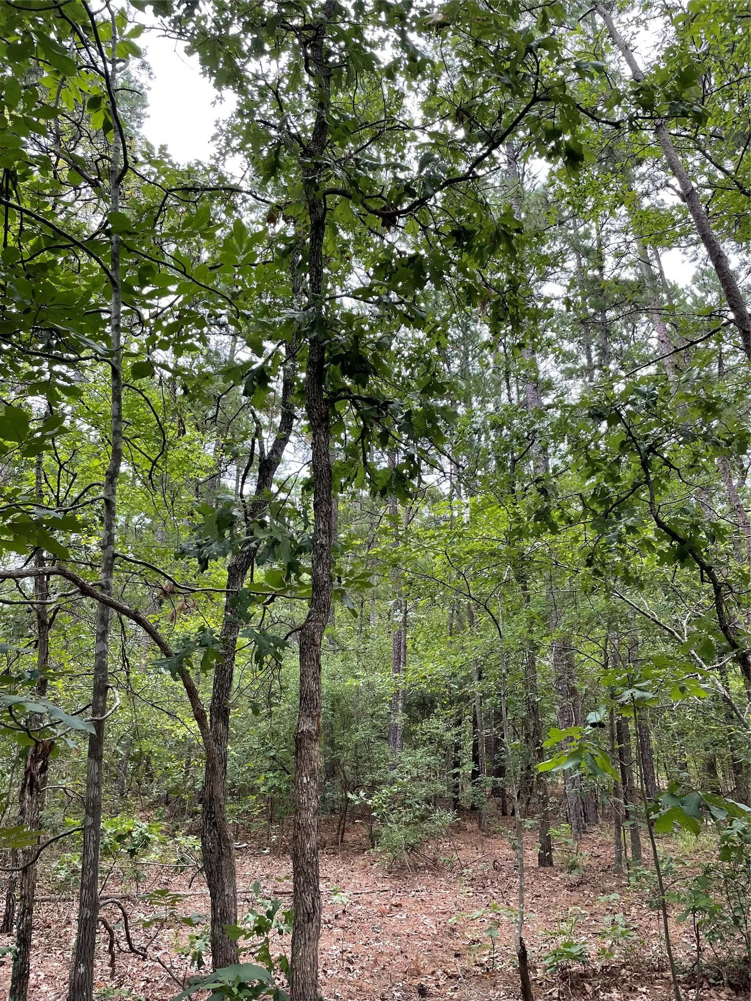 Unimproved Land For Sale in Wood County , 0000 PR 6662, Mineola, Texas 75773, 0, 0, Garage spaces, 0 Sqft, built in 0, mls#21273612, Real Estate Agent in Mineola, Homes For Sale in Wood county, Homes For Sale in Mineola, Realtor in Mineola Texas, Real Estate Brokerage Independent Realty Texas, Luminita Cordes Realtor