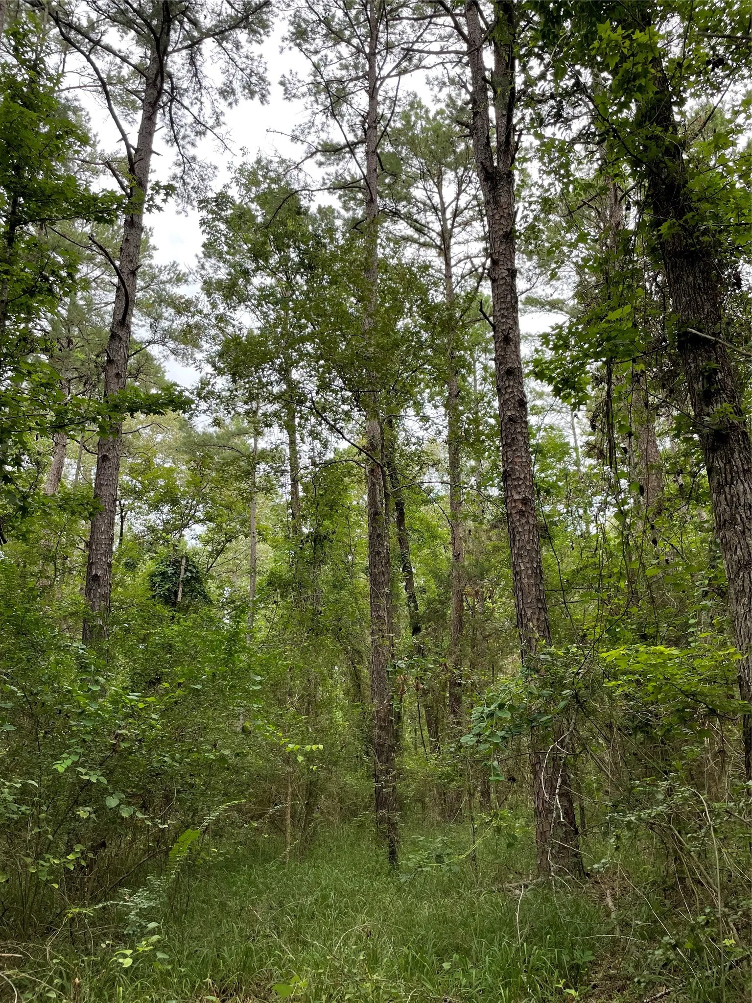Unimproved Land For Sale in Wood County , 0000 PR 6662, Mineola, Texas 75773, 0, 0, Garage spaces, 0 Sqft, built in 0, mls#21273612, Real Estate Agent in Mineola, Homes For Sale in Wood county, Homes For Sale in Mineola, Realtor in Mineola Texas, Real Estate Brokerage Independent Realty Texas, Luminita Cordes Realtor