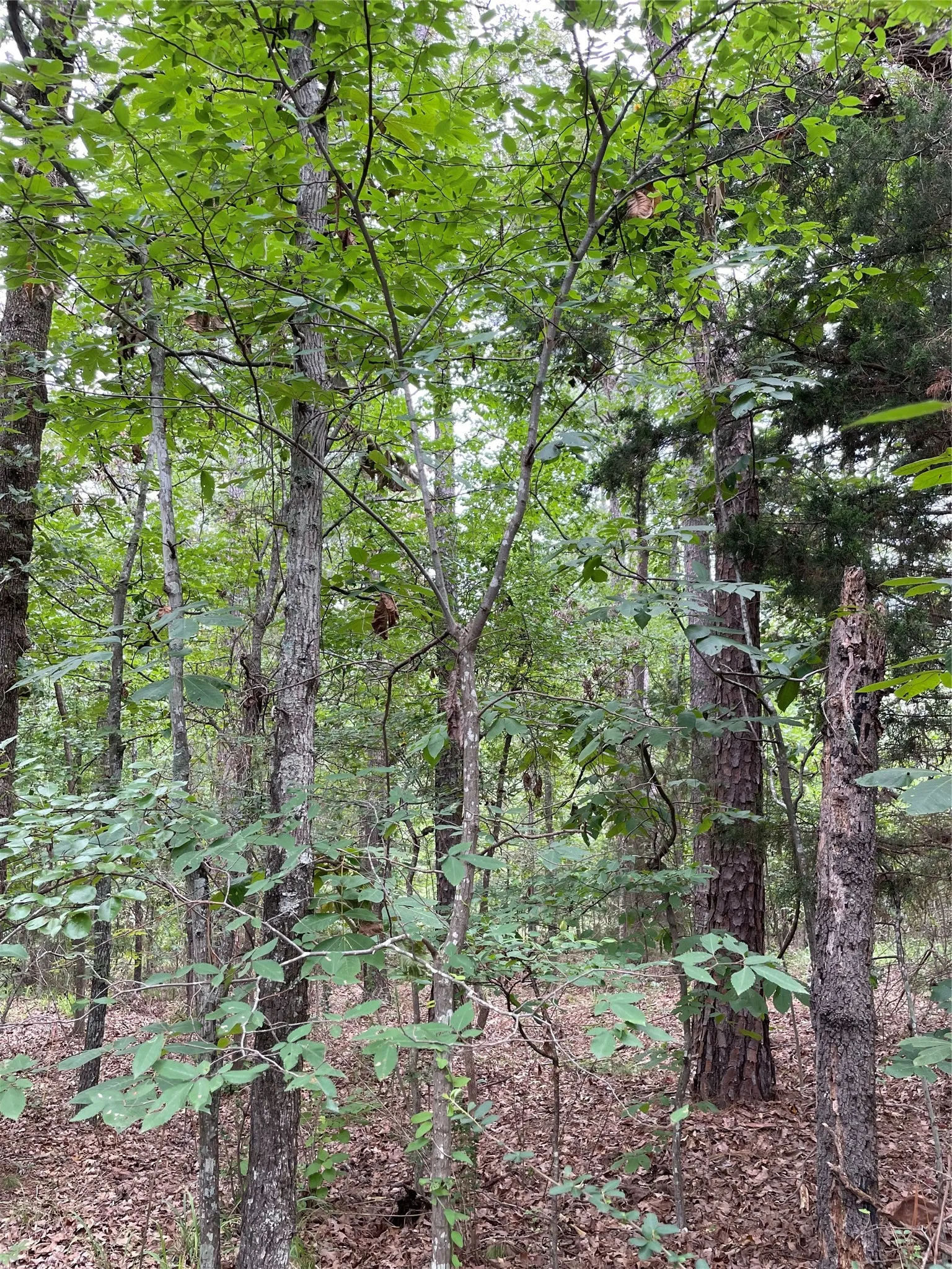 Unimproved Land For Sale in Wood County , 0000 PR 6662, Mineola, Texas 75773, 0, 0, Garage spaces, 0 Sqft, built in 0, mls#21273612, Real Estate Agent in Mineola, Homes For Sale in Wood county, Homes For Sale in Mineola, Realtor in Mineola Texas, Real Estate Brokerage Independent Realty Texas, Luminita Cordes Realtor