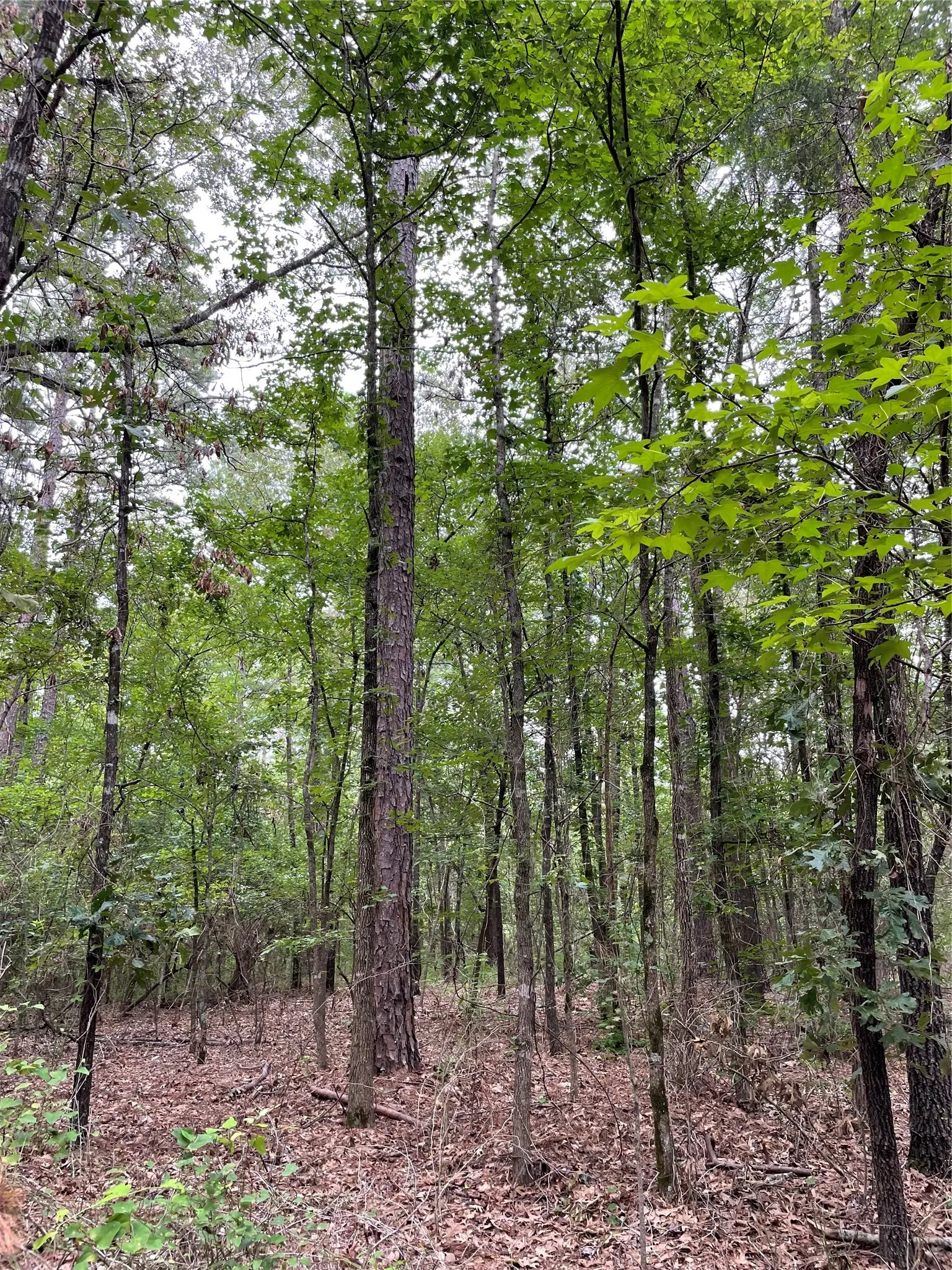 Unimproved Land For Sale in Wood County , 0000 PR 6662, Mineola, Texas 75773, 0, 0, Garage spaces, 0 Sqft, built in 0, mls#21273612, Real Estate Agent in Mineola, Homes For Sale in Wood county, Homes For Sale in Mineola, Realtor in Mineola Texas, Real Estate Brokerage Independent Realty Texas, Luminita Cordes Realtor