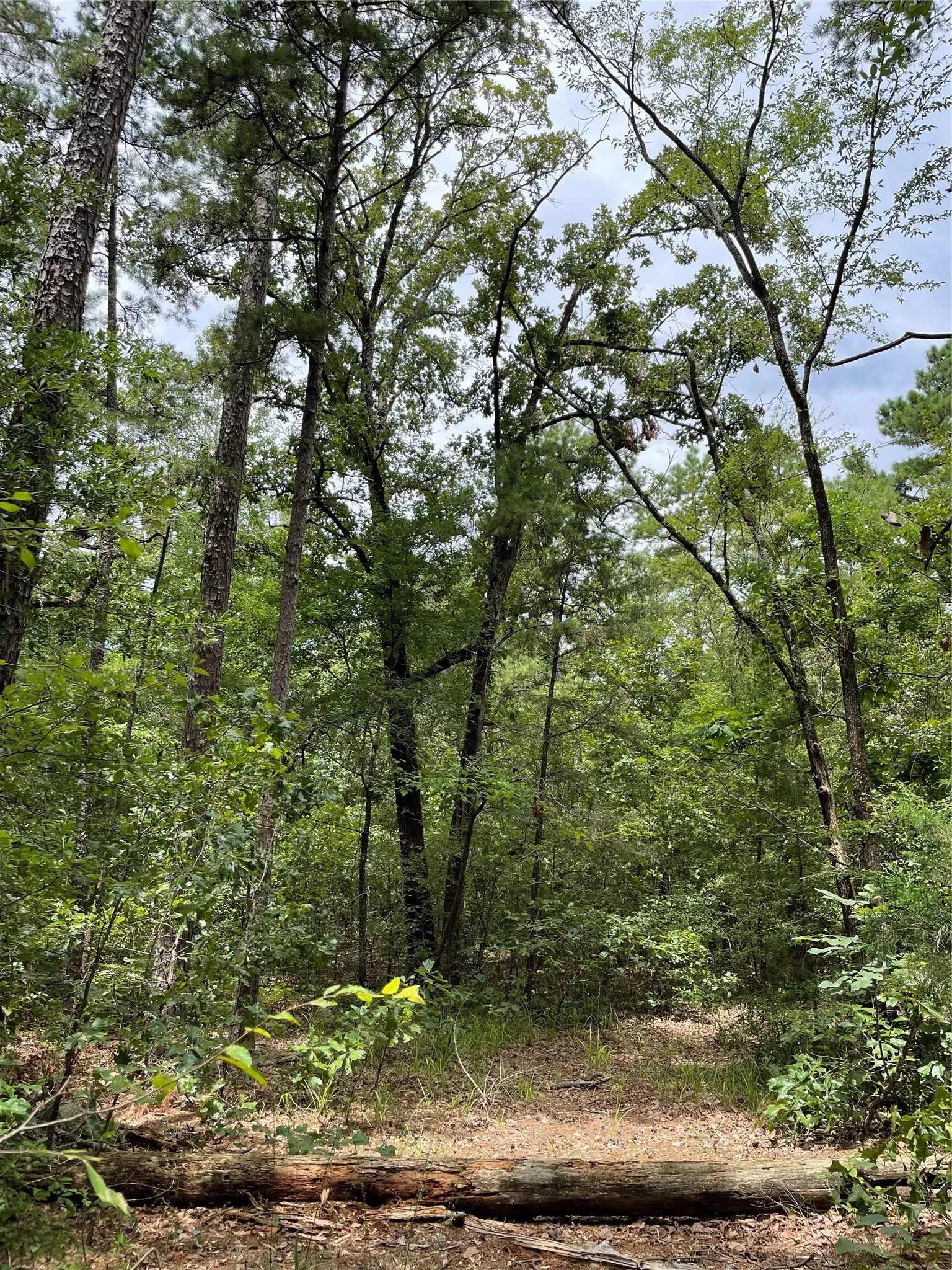 Unimproved Land For Sale in Wood County , 0000 PR 6662, Mineola, Texas 75773, 0, 0, Garage spaces, 0 Sqft, built in 0, mls#21273612, Real Estate Agent in Mineola, Homes For Sale in Wood county, Homes For Sale in Mineola, Realtor in Mineola Texas, Real Estate Brokerage Independent Realty Texas, Luminita Cordes Realtor