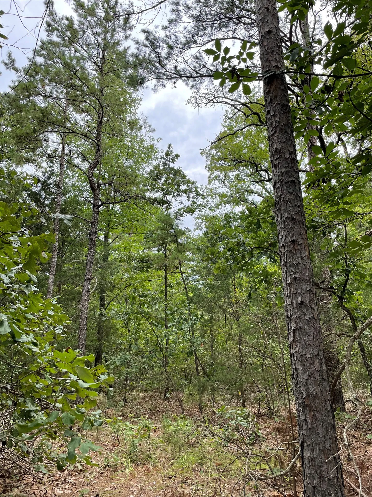 Unimproved Land For Sale in Wood County , 0000 PR 6662, Mineola, Texas 75773, 0, 0, Garage spaces, 0 Sqft, built in 0, mls#21273612, Real Estate Agent in Mineola, Homes For Sale in Wood county, Homes For Sale in Mineola, Realtor in Mineola Texas, Real Estate Brokerage Independent Realty Texas, Luminita Cordes Realtor