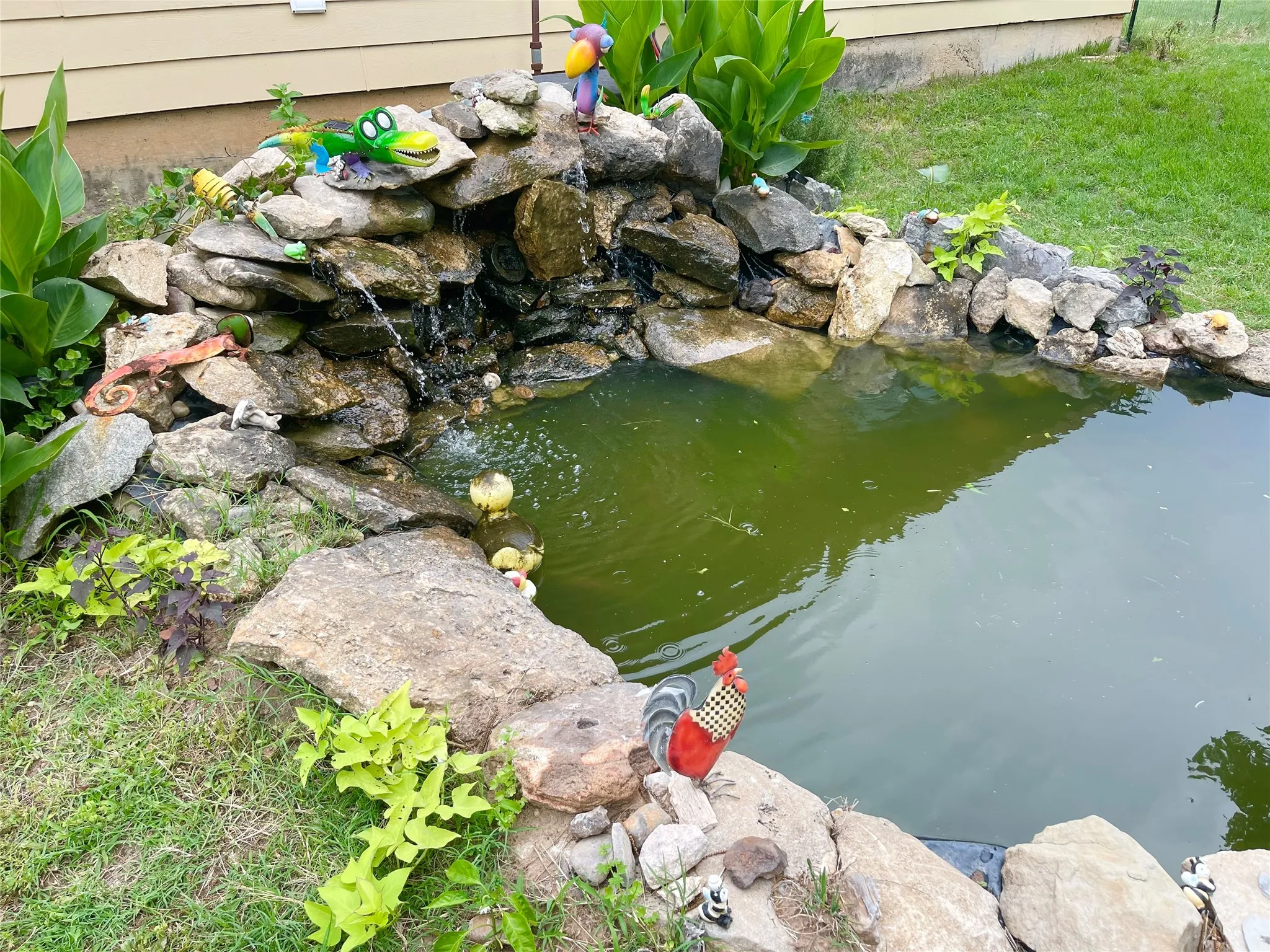 Goldfish Pond in Backyard