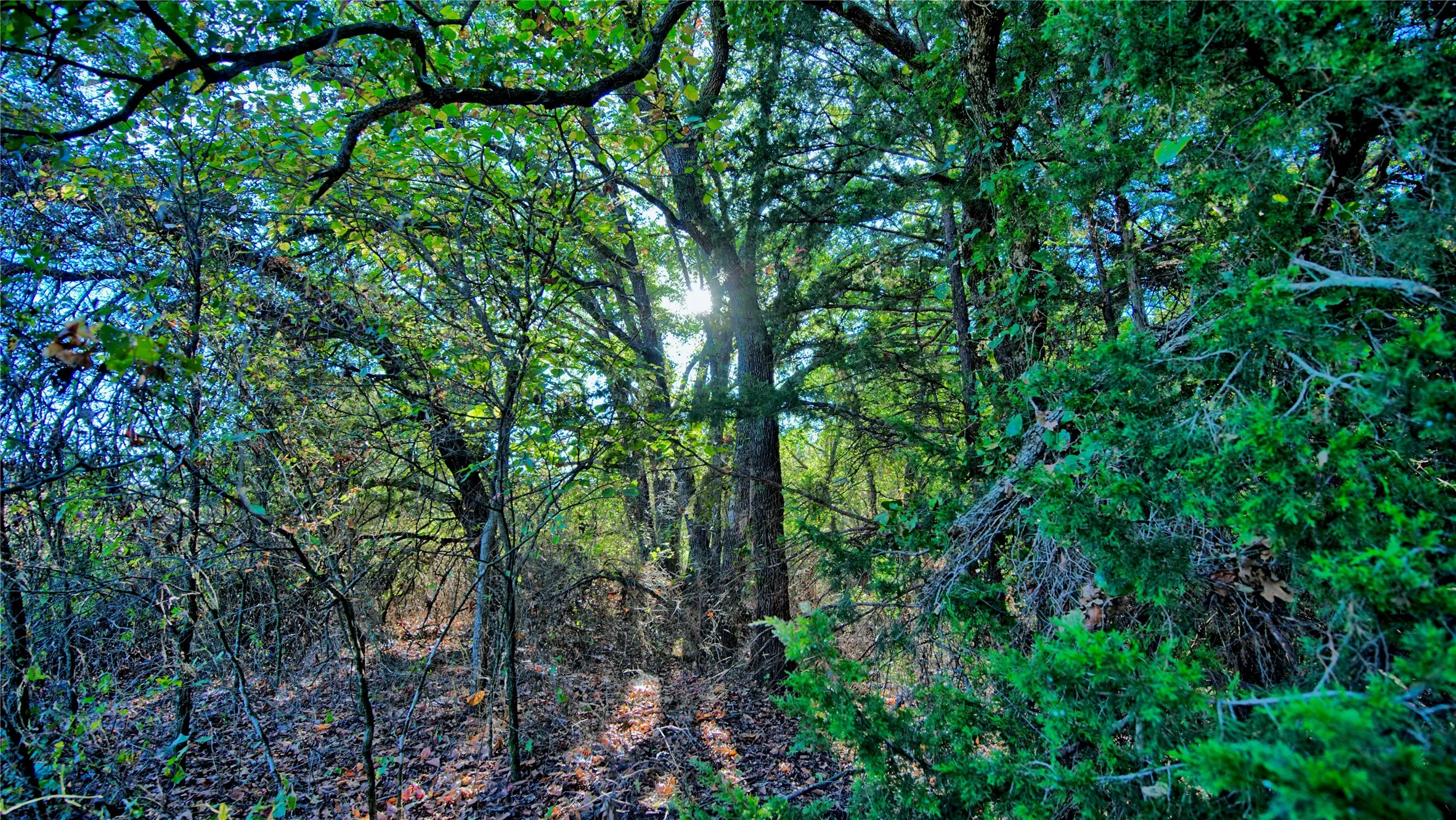 Ranch For Sale in Clay County , TBD 4 Wire Road, Bellevue, Texas 76228, 0, 0, Garage spaces, 0 Sqft, built in 1978, Price $443,900, mls#21273718, Real Estate Agent in Bellevue, Homes For Sale in Clay county, Homes For Sale in Bellevue, Realtor in Bellevue Texas, Real Estate Brokerage Independent Realty Texas, Luminita Cordes Realtor