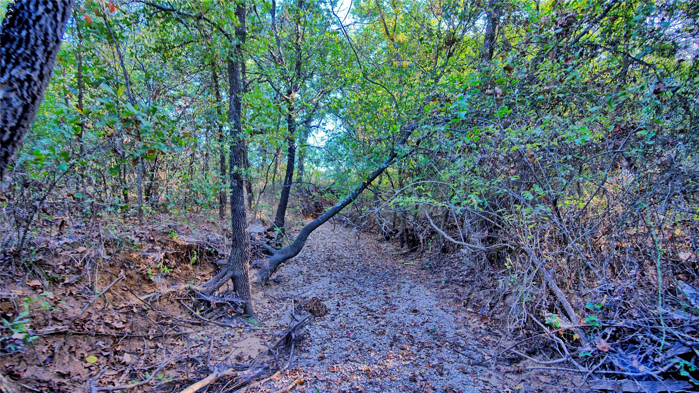 Ranch For Sale in Clay County , TBD 4 Wire Road, Bellevue, Texas 76228, 0, 0, Garage spaces, 0 Sqft, built in 1978, Price $443,900, mls#21273718, Real Estate Agent in Bellevue, Homes For Sale in Clay county, Homes For Sale in Bellevue, Realtor in Bellevue Texas, Real Estate Brokerage Independent Realty Texas, Luminita Cordes Realtor
