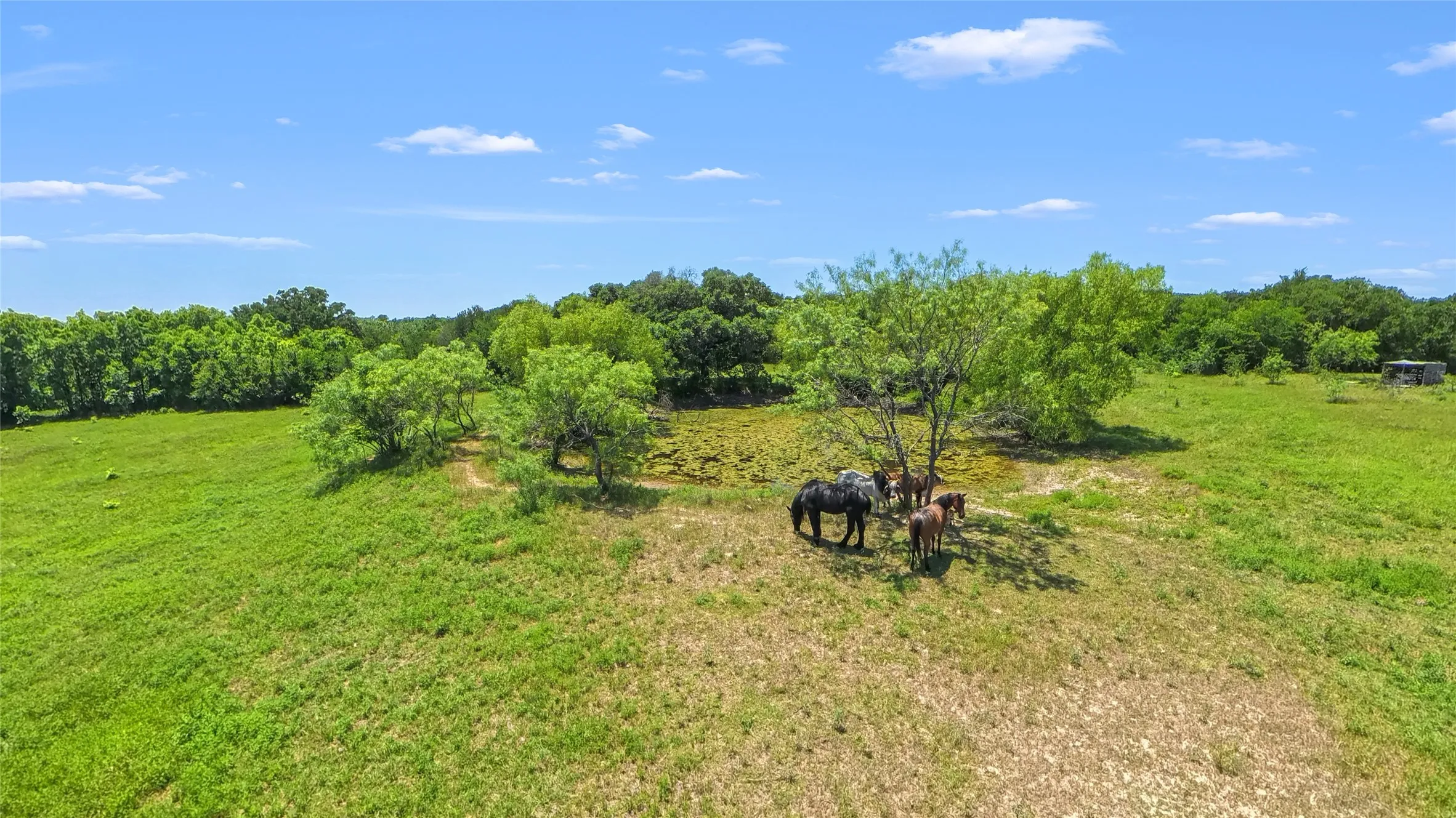 Expansive grassy terrain featuring scattered trees and a natural, undeveloped landscape